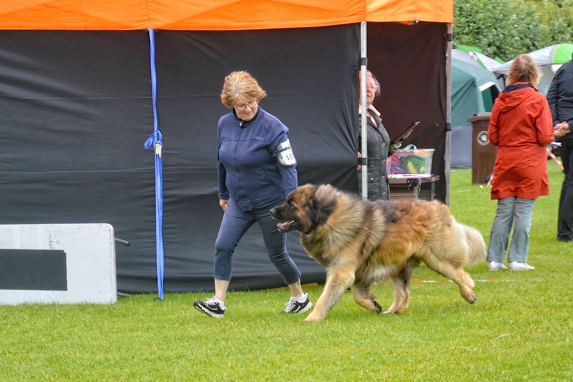 Woman walking a large dog near an orange tent on grass at an outdoor event