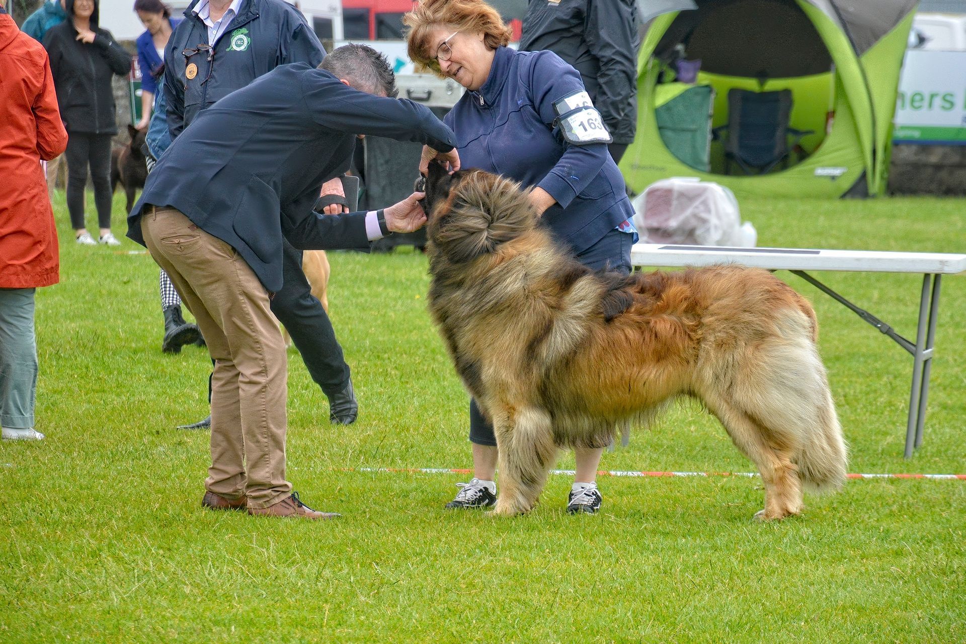 Man in black jacket and handler in blue stand by a large dog at an outdoor event on grass.