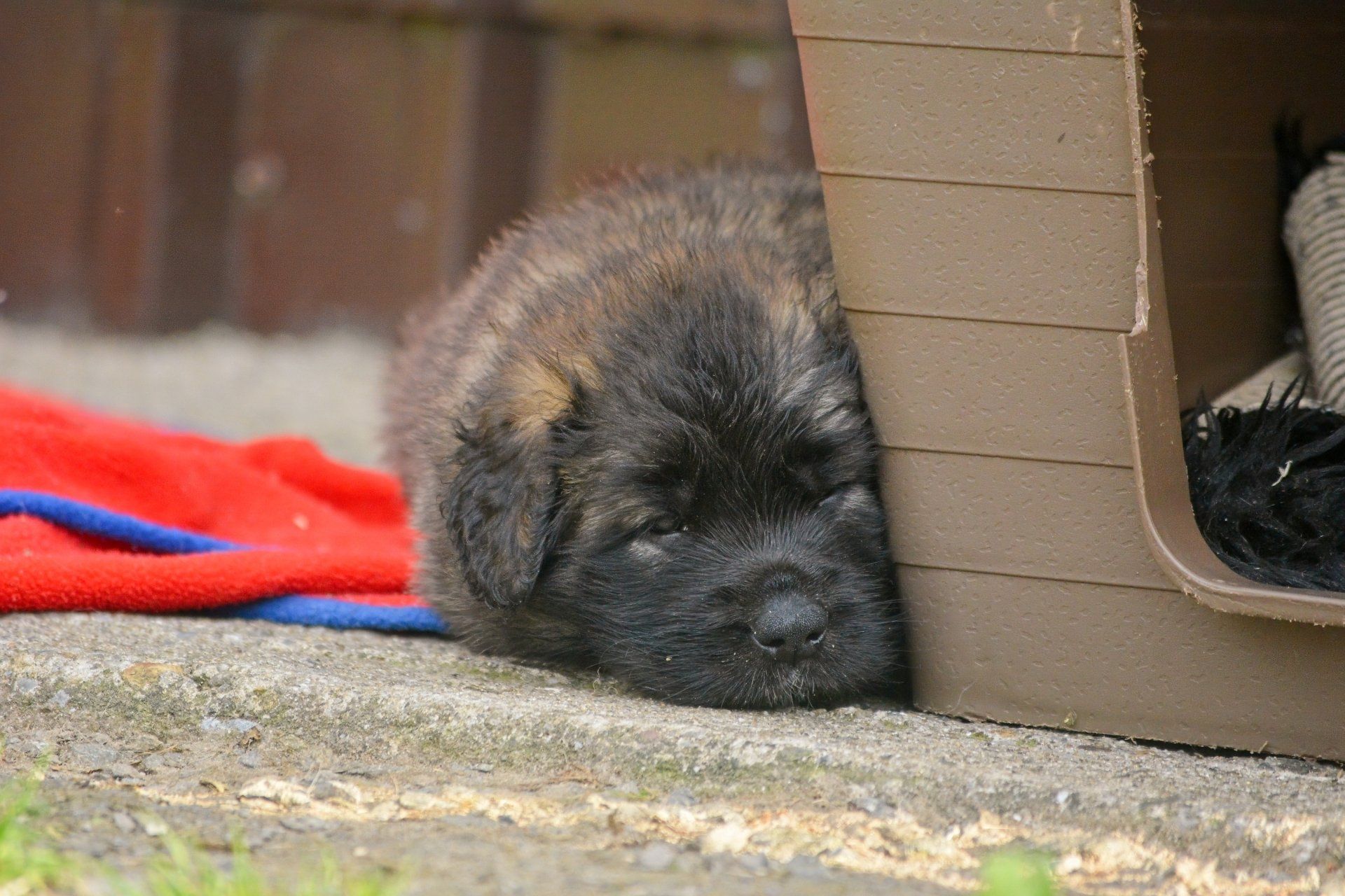 Hillhavenleonbergers leonbergers