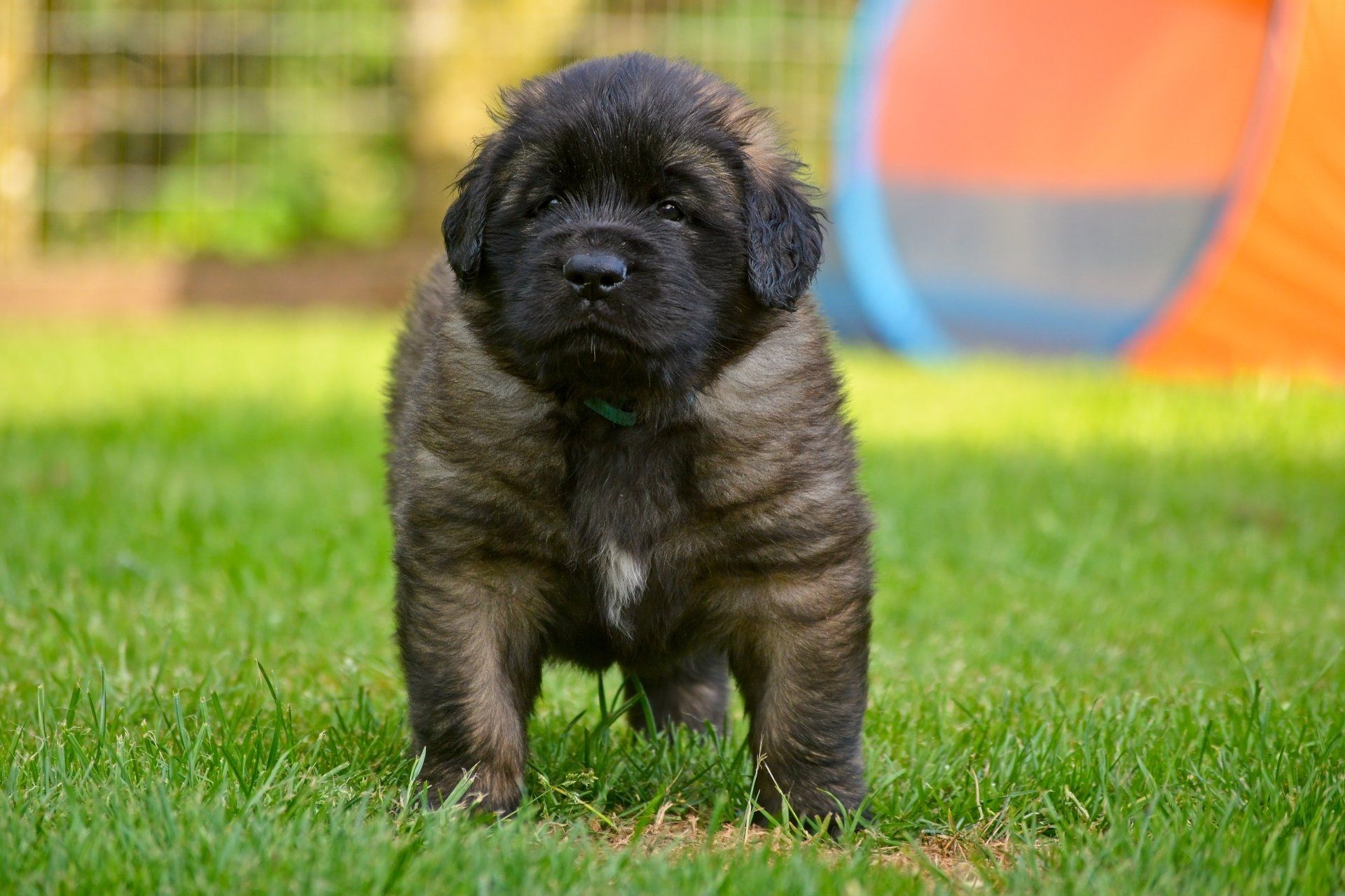 Hillhavenleonbergers leonbergers