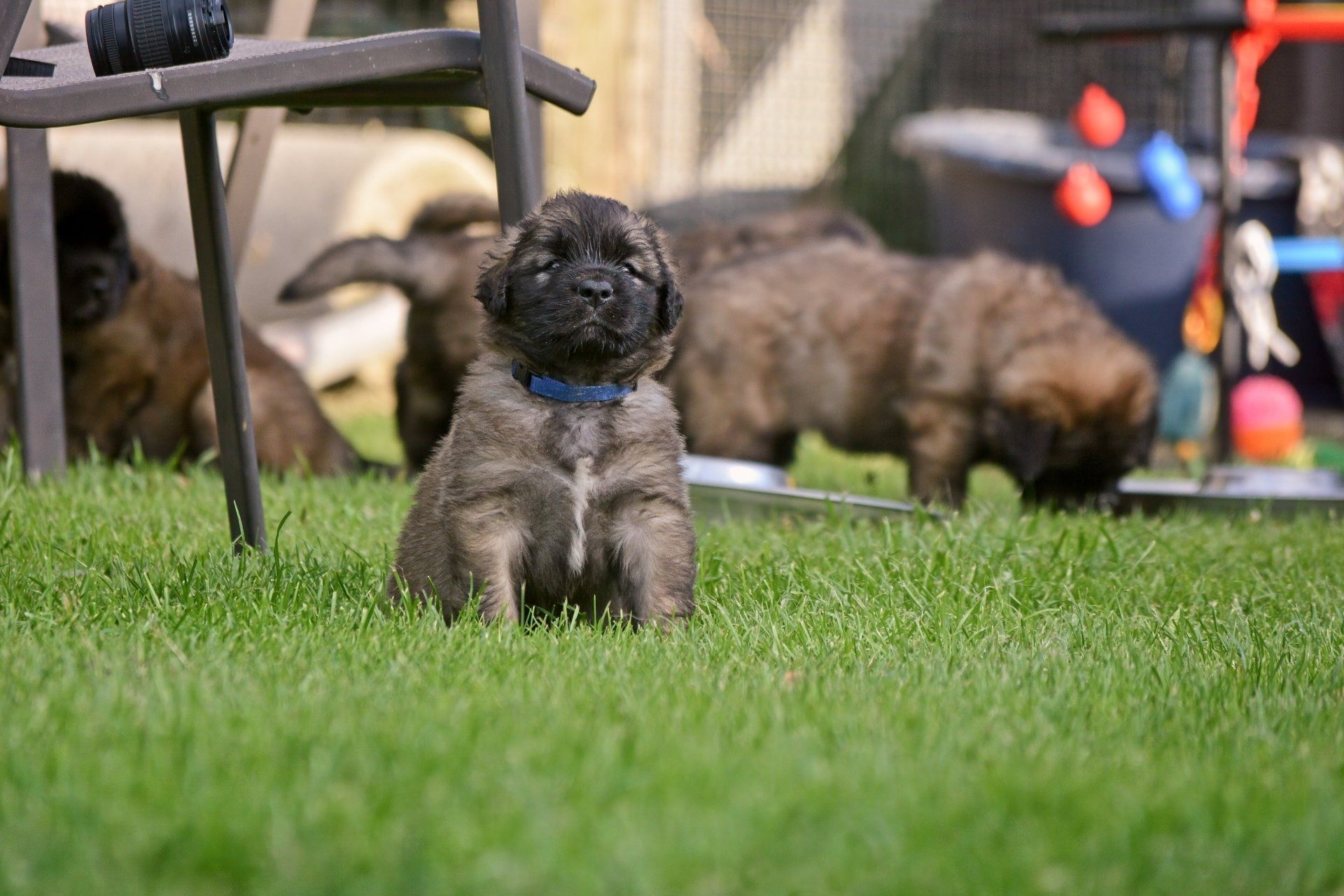 Hillhavenleonbergers leonbergers