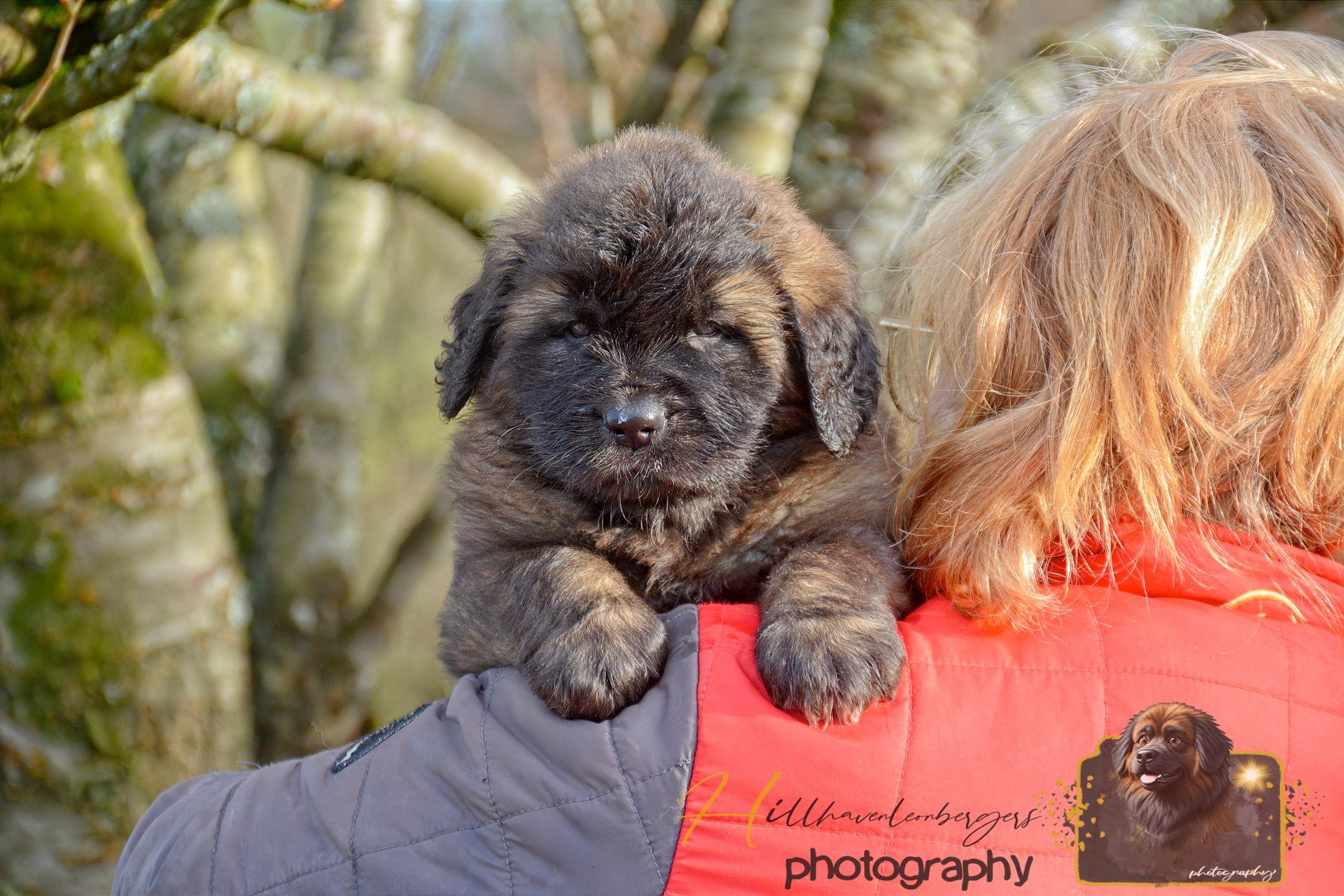 Black puppy being held on someone’s shoulder outdoors, with trees in the background