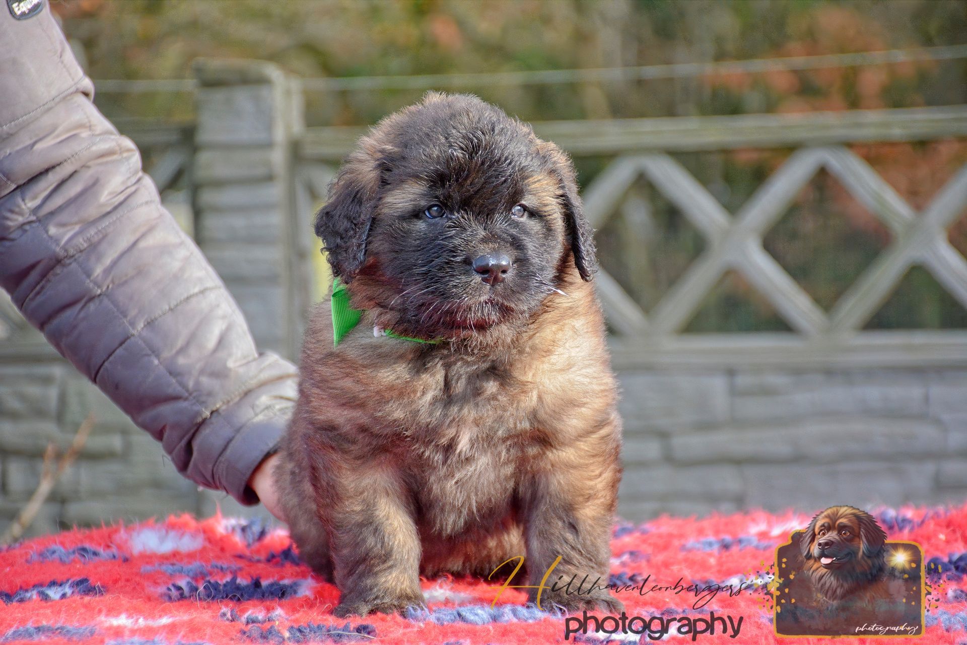Small fluffy puppy sitting on a red blanket outdoors, with a fence in the background.