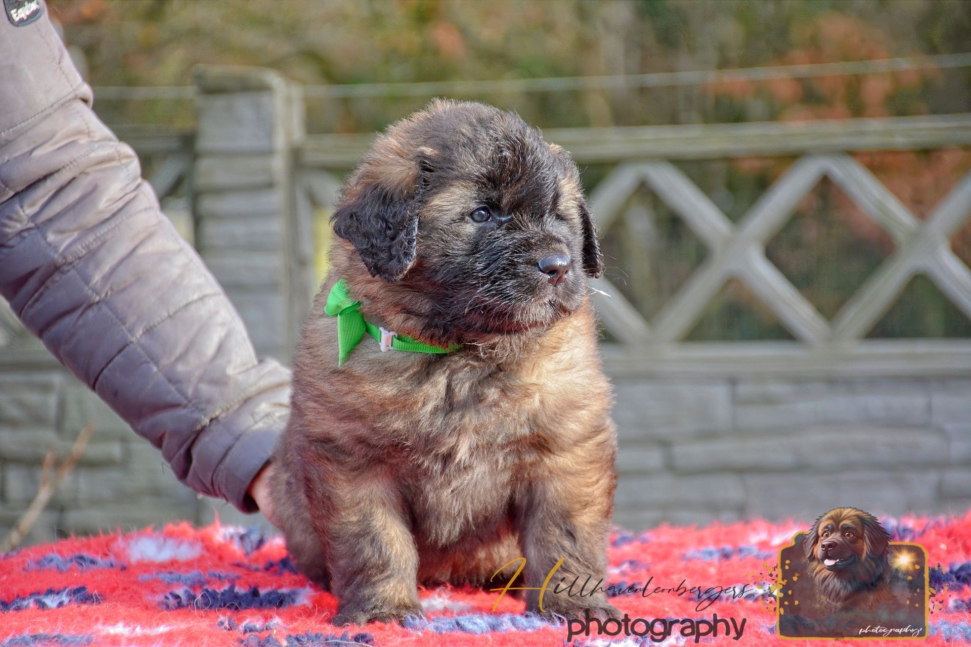 Small fluffy black dog with a green bow sitting on a red-purple blanket outdoors