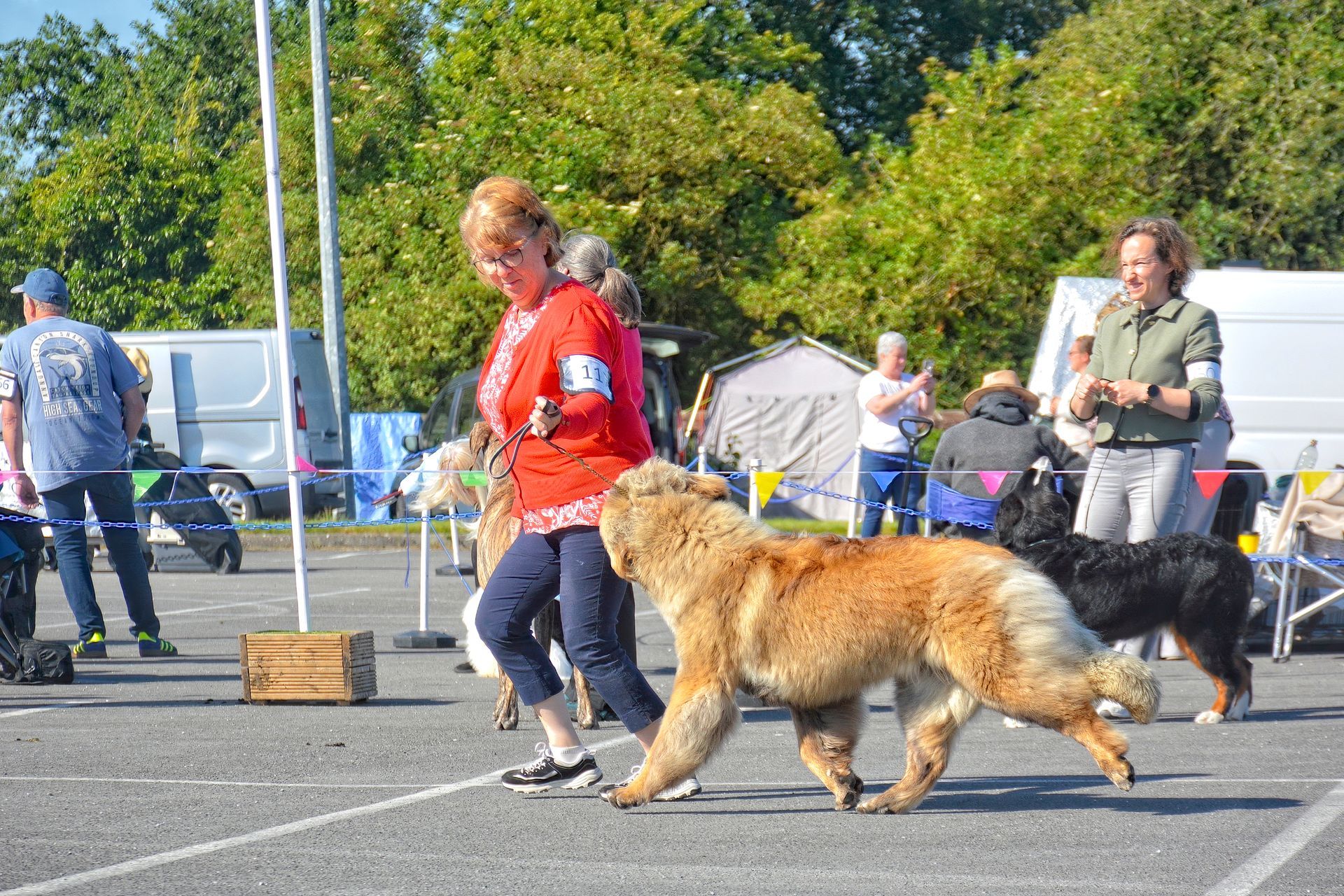 Woman in red sweater walking a golden dog in a parking lot with other people and dogs in the background