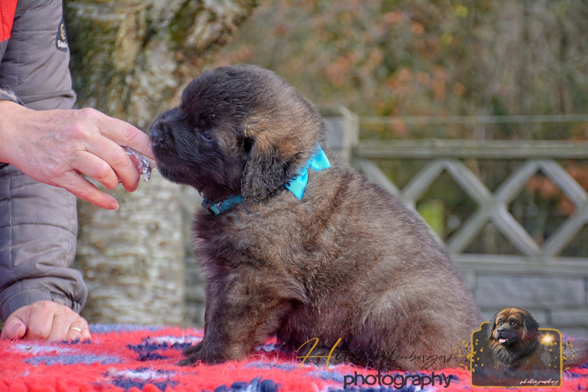Small dark puppy with a blue collar reaching toward a person’s hand on a colorful blanket outdoors