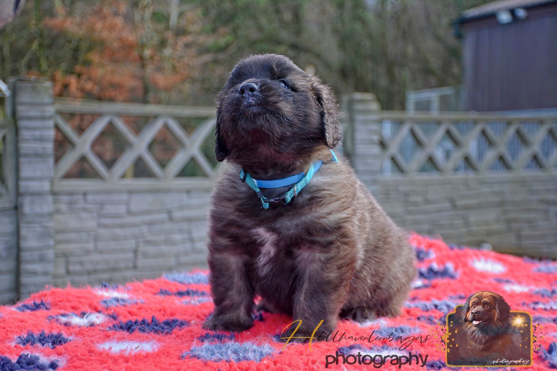 Small fluffy brown puppy wearing a blue harness sits on a red blanket outdoors.
