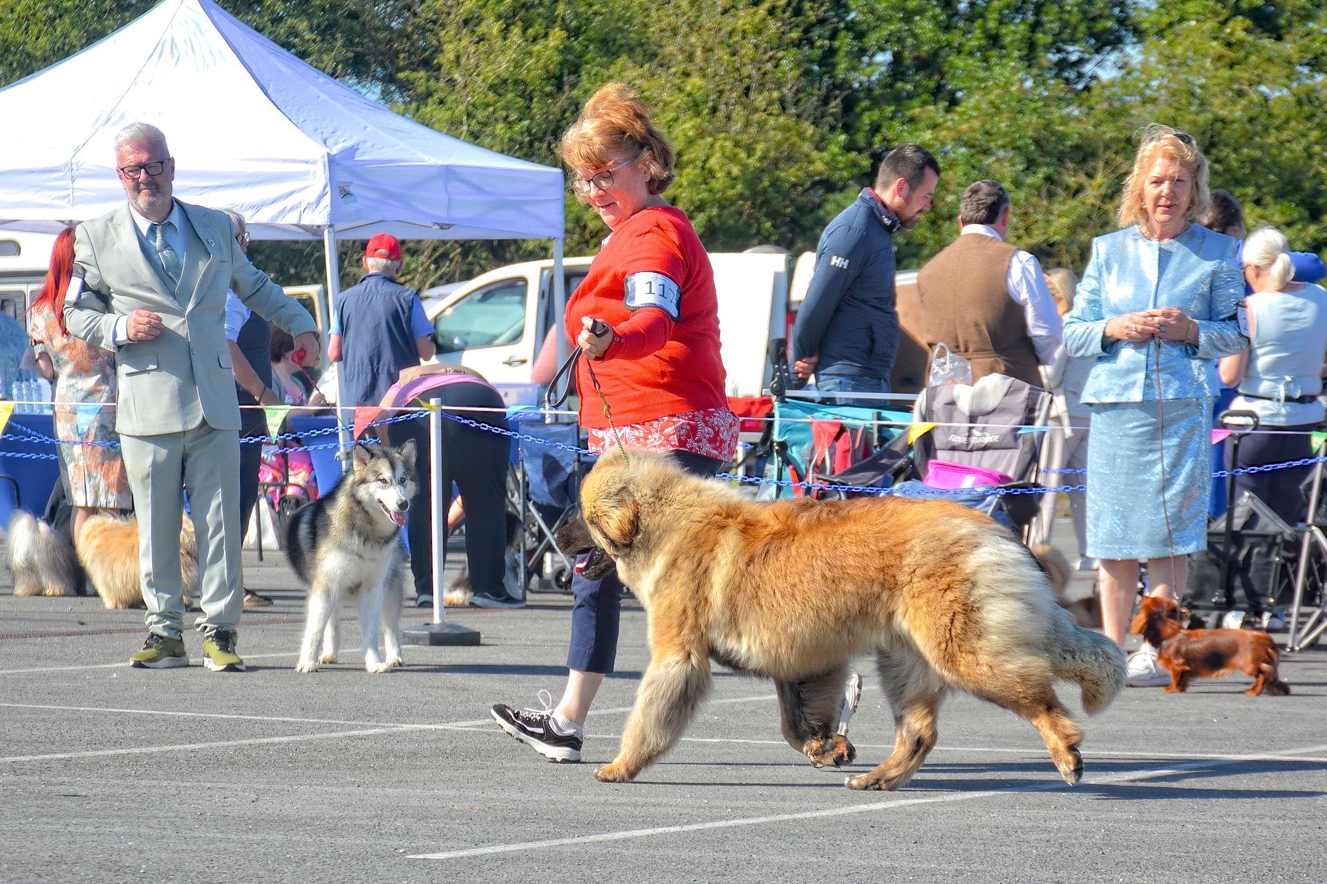 People and dogs at an outdoor dog show, with handlers in the ring and a large fluffy dog in front.