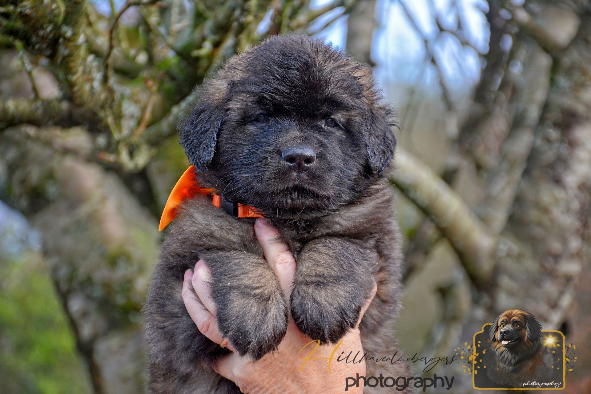 Fluffy black puppy with orange collar being held outdoors, with blurred trees in the background