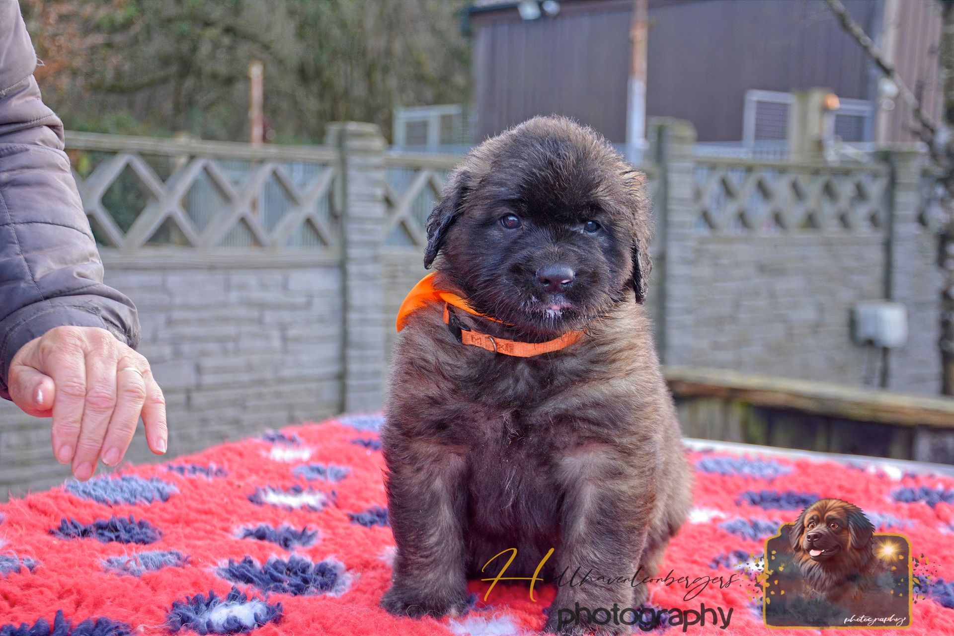 Small fluffy black puppy with orange collar sitting on a red patterned blanket outdoors