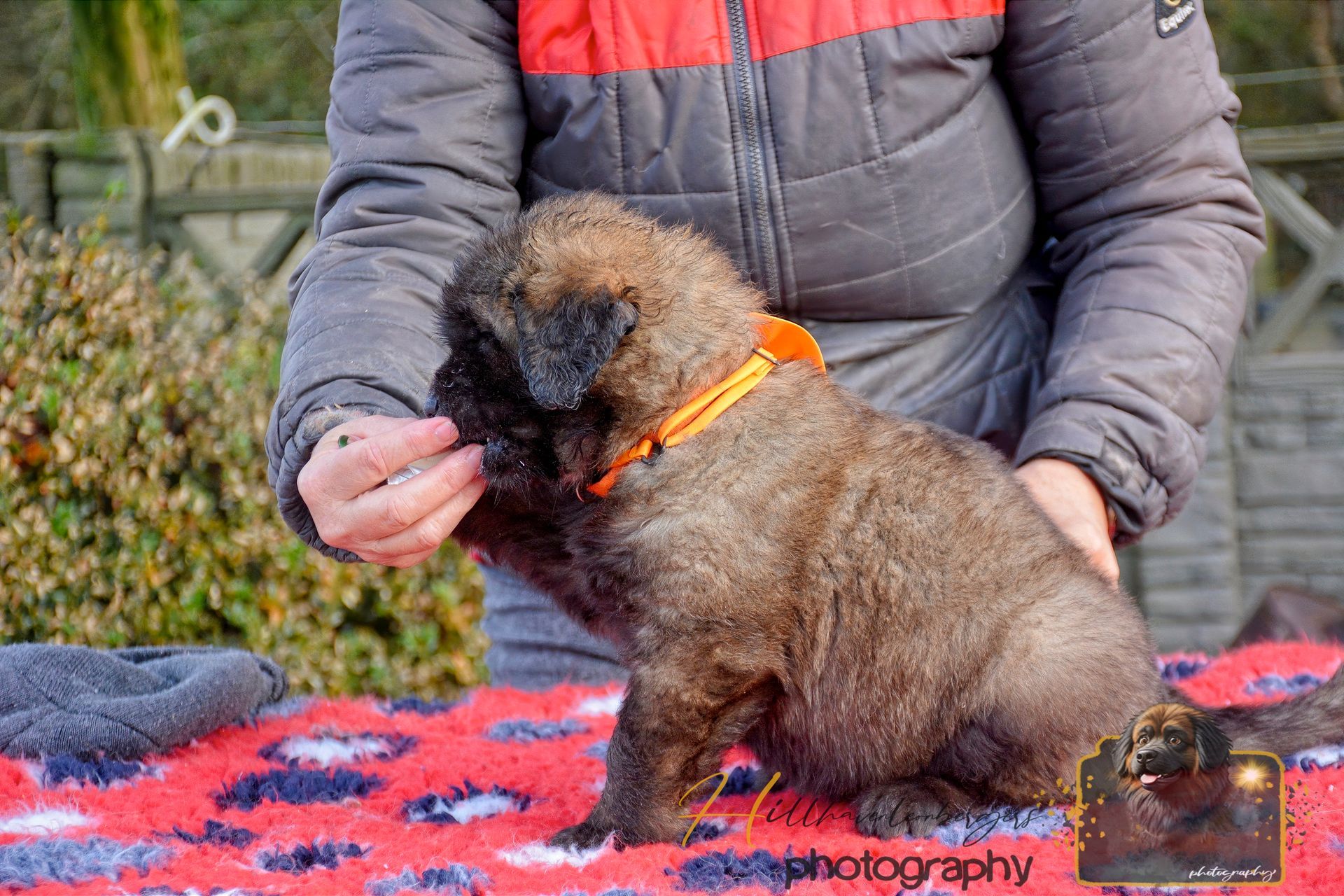 Small brown dog with orange collar sitting on a red blanket while being held outdoors