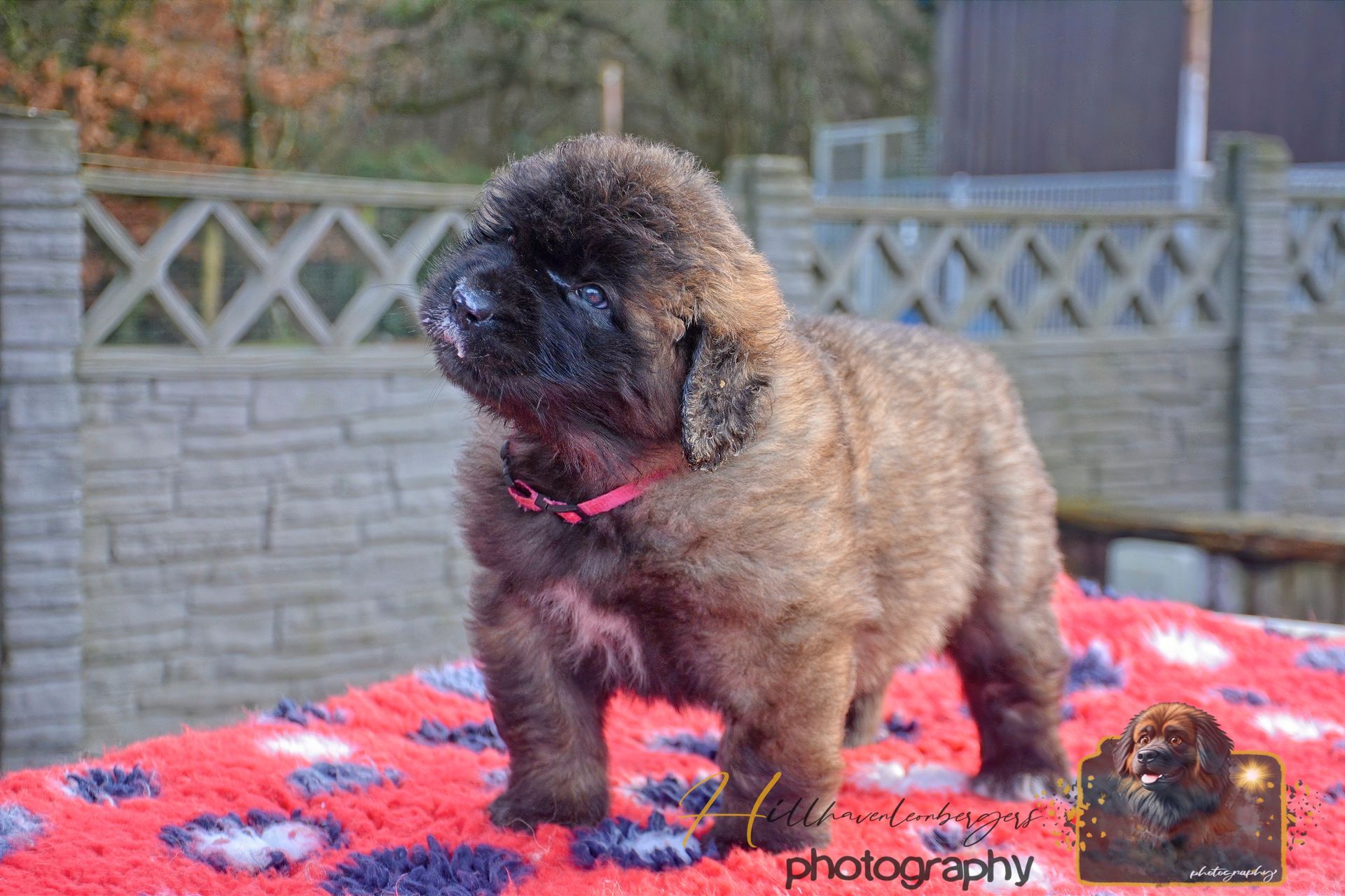 Small fluffy black-and-brown puppy wearing a pink collar standing on a red blanket outdoors