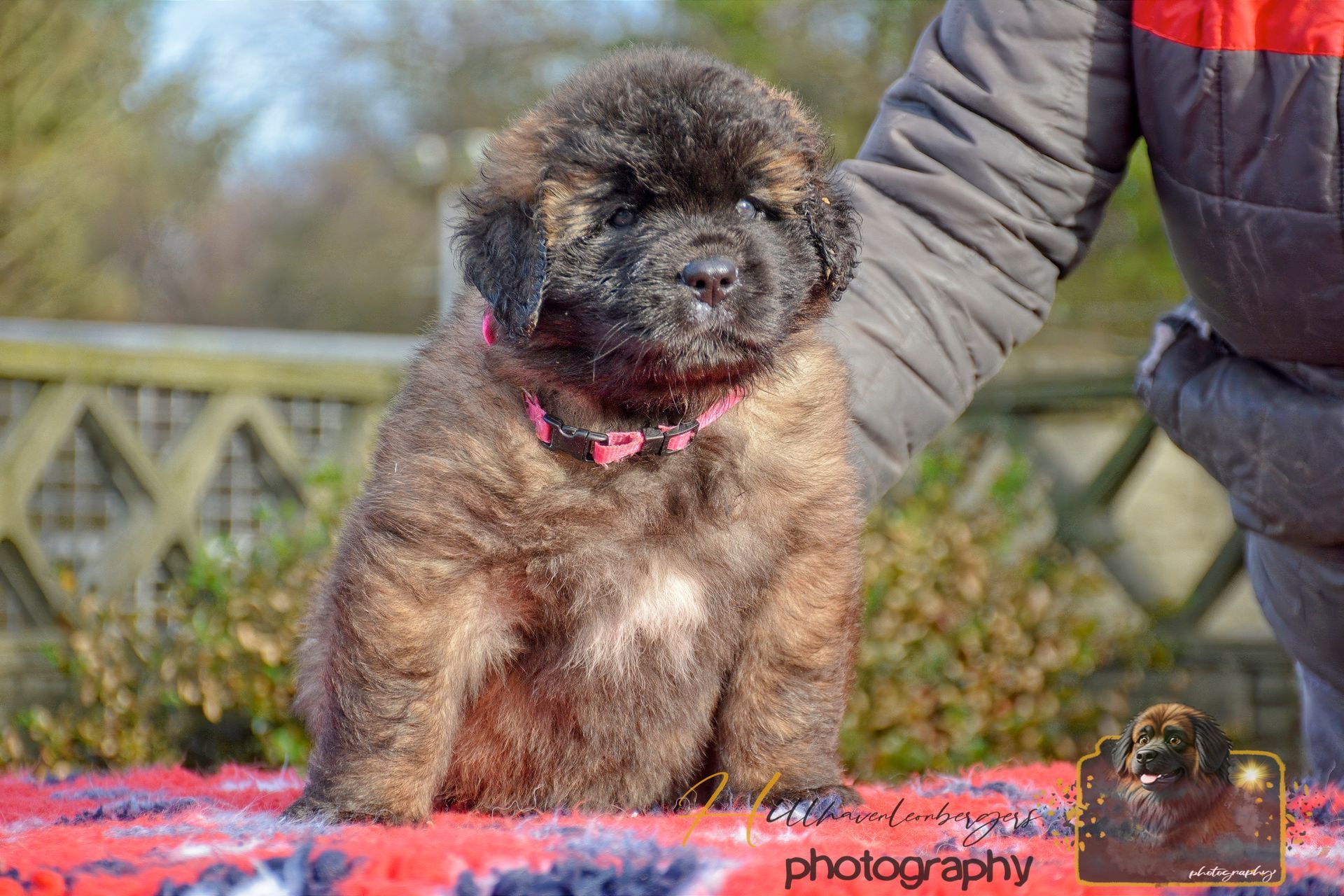Small fluffy brown dog with a pink collar sitting on a red blanket outdoors beside a person.