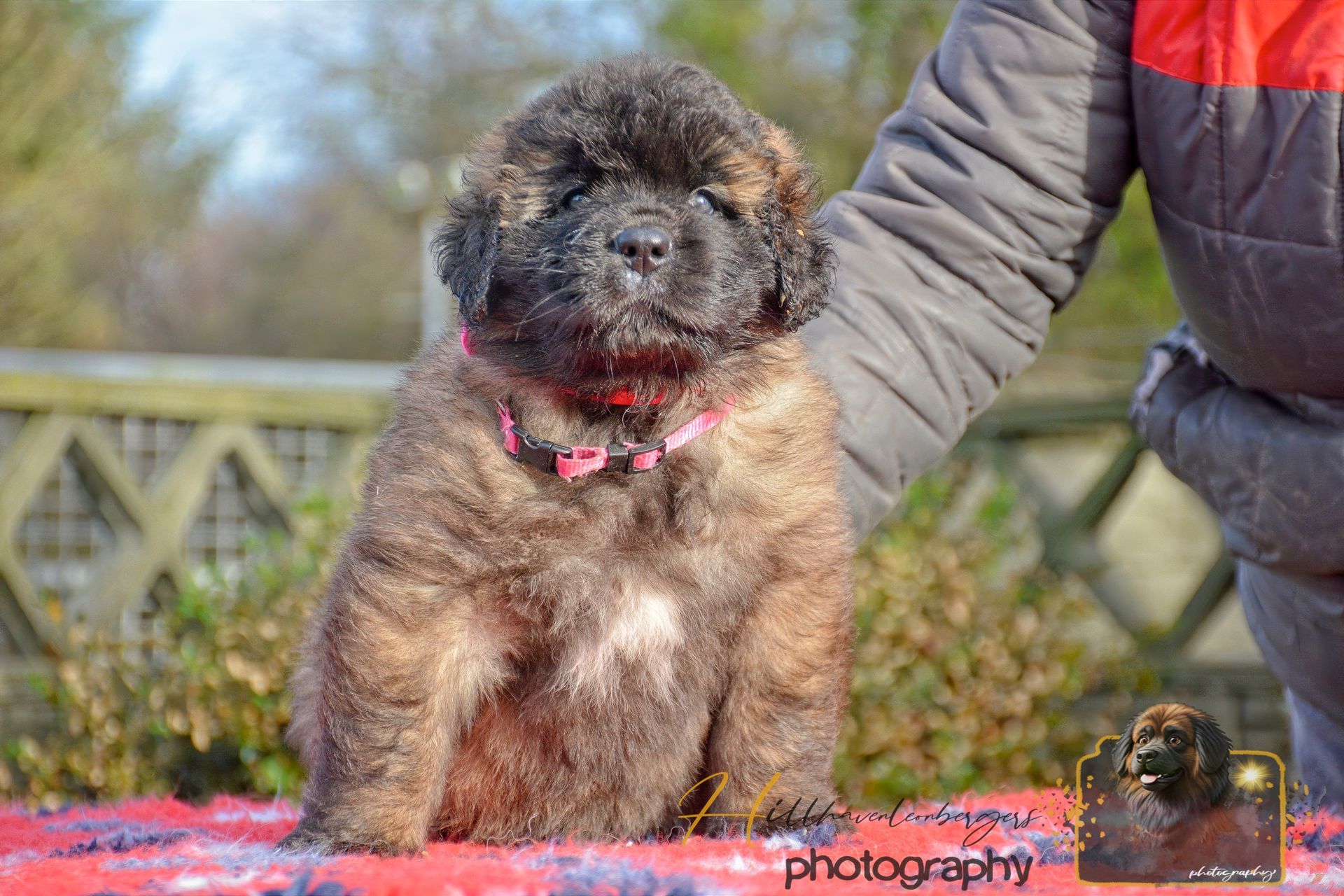 Small fluffy dog with a pink collar sitting outdoors beside a person’s arm