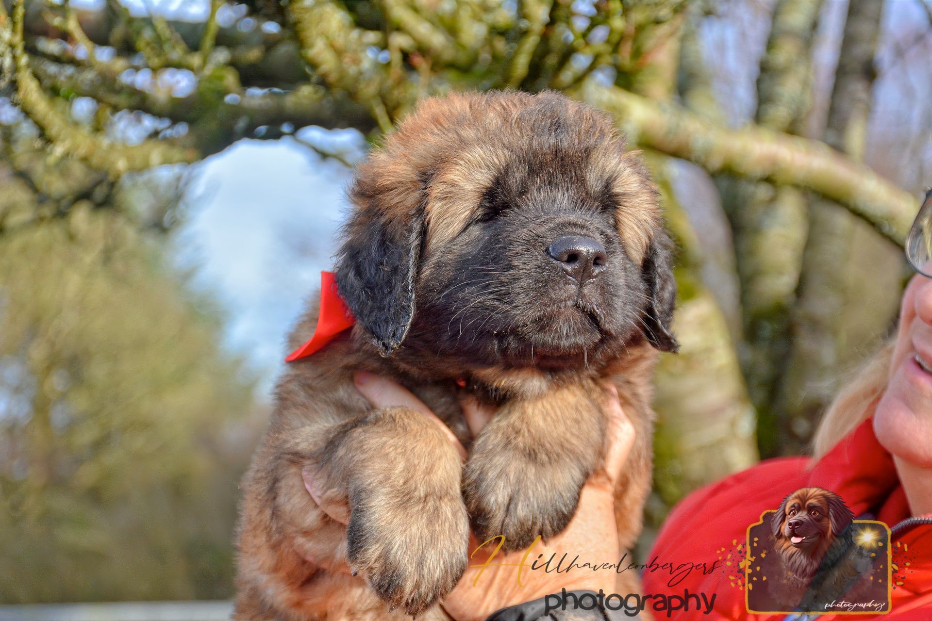 Brown fluffy puppy being held outdoors, with blurred trees in the background
