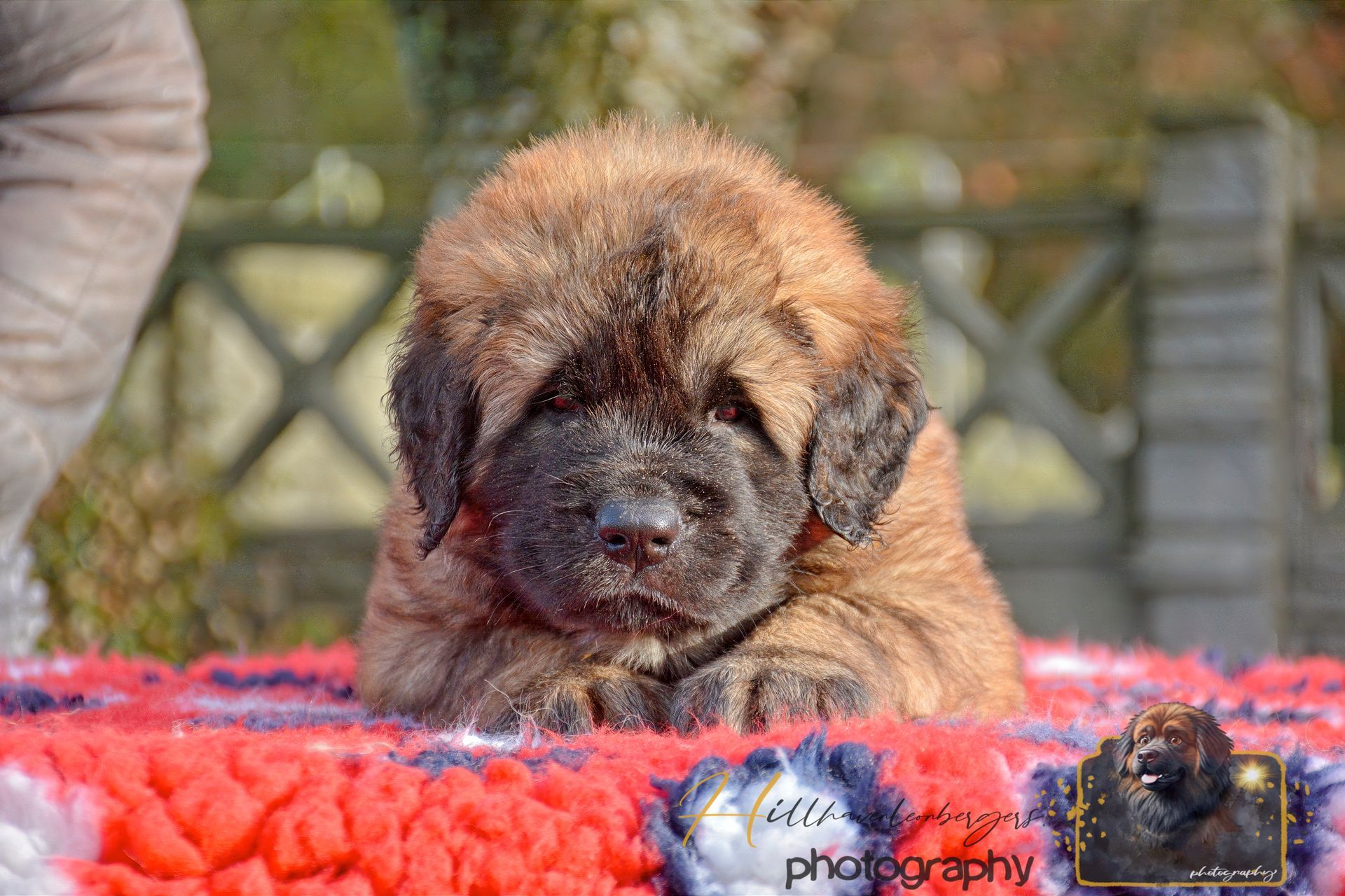 Small brown puppy resting on a red blanket, looking toward the camera.