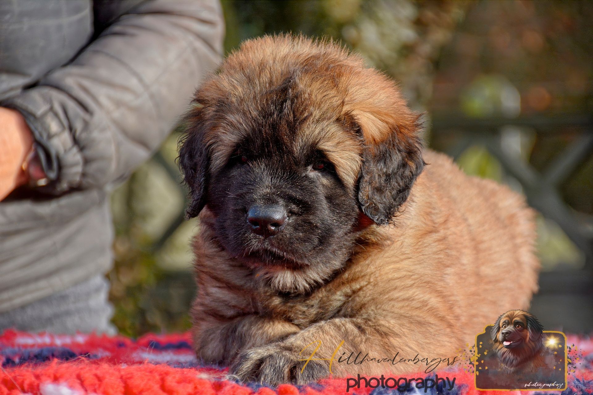Fluffy brown puppy lying on a red blanket beside a person’s arm outdoors