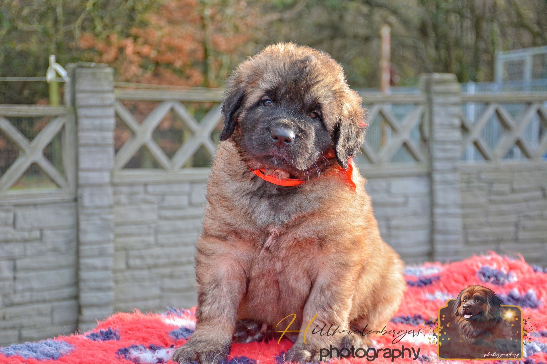 Fluffy tan puppy with a red collar sitting on a colorful blanket outdoors in front of a fence