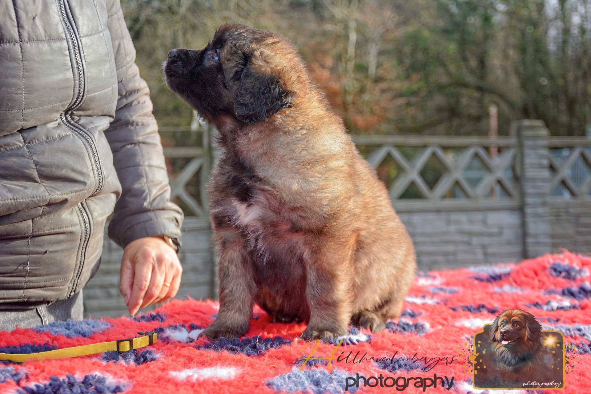 Small brown dog sitting on a bright red blanket beside a person outdoors