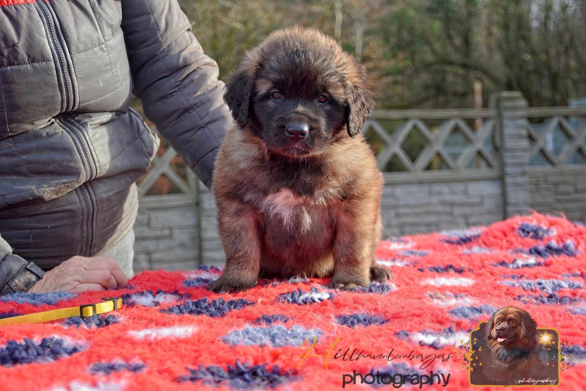 Small black curly-haired dog on a red blanket beside a person outdoors
