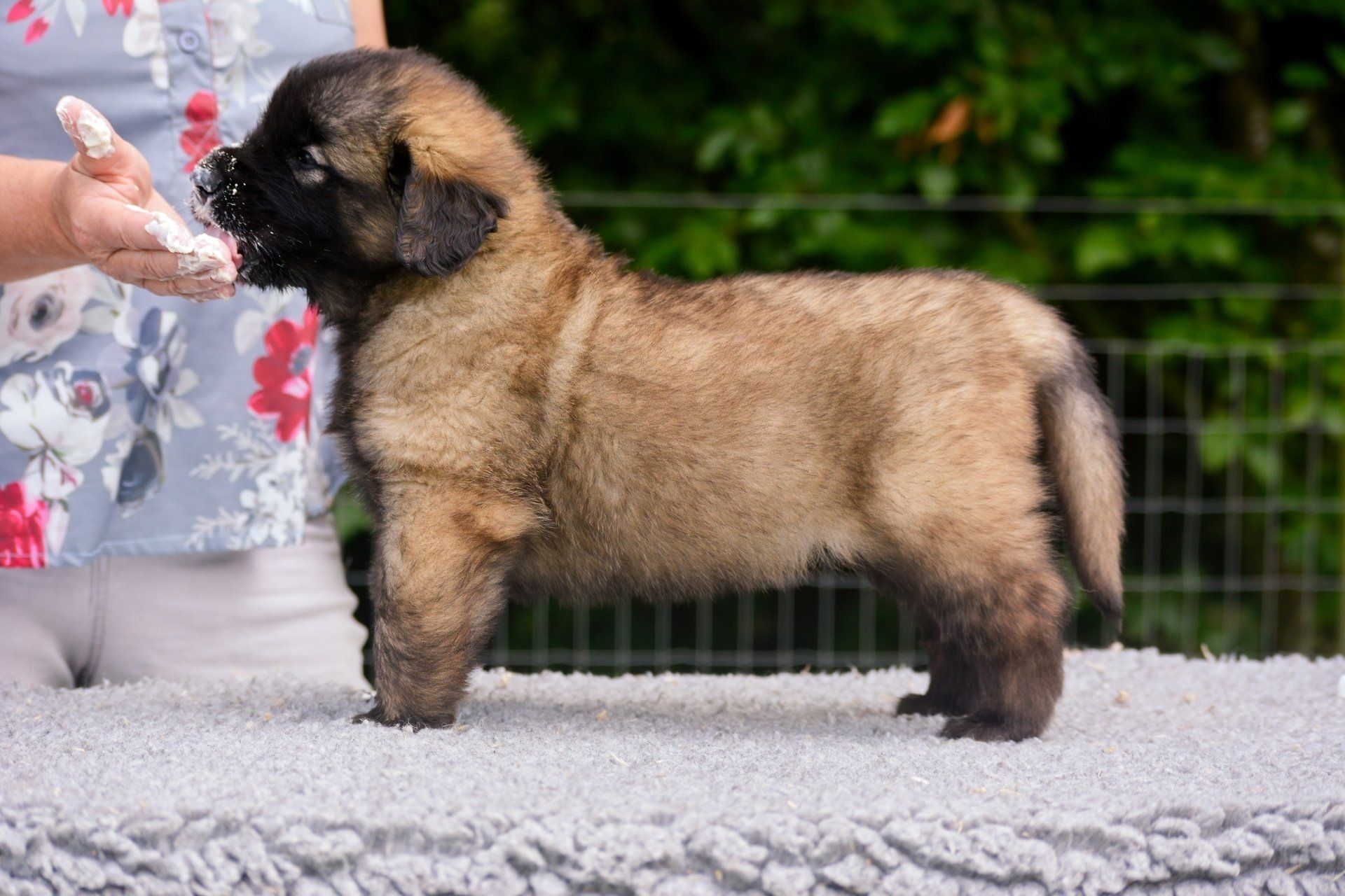 Hillhavenleonbergers leonbergers