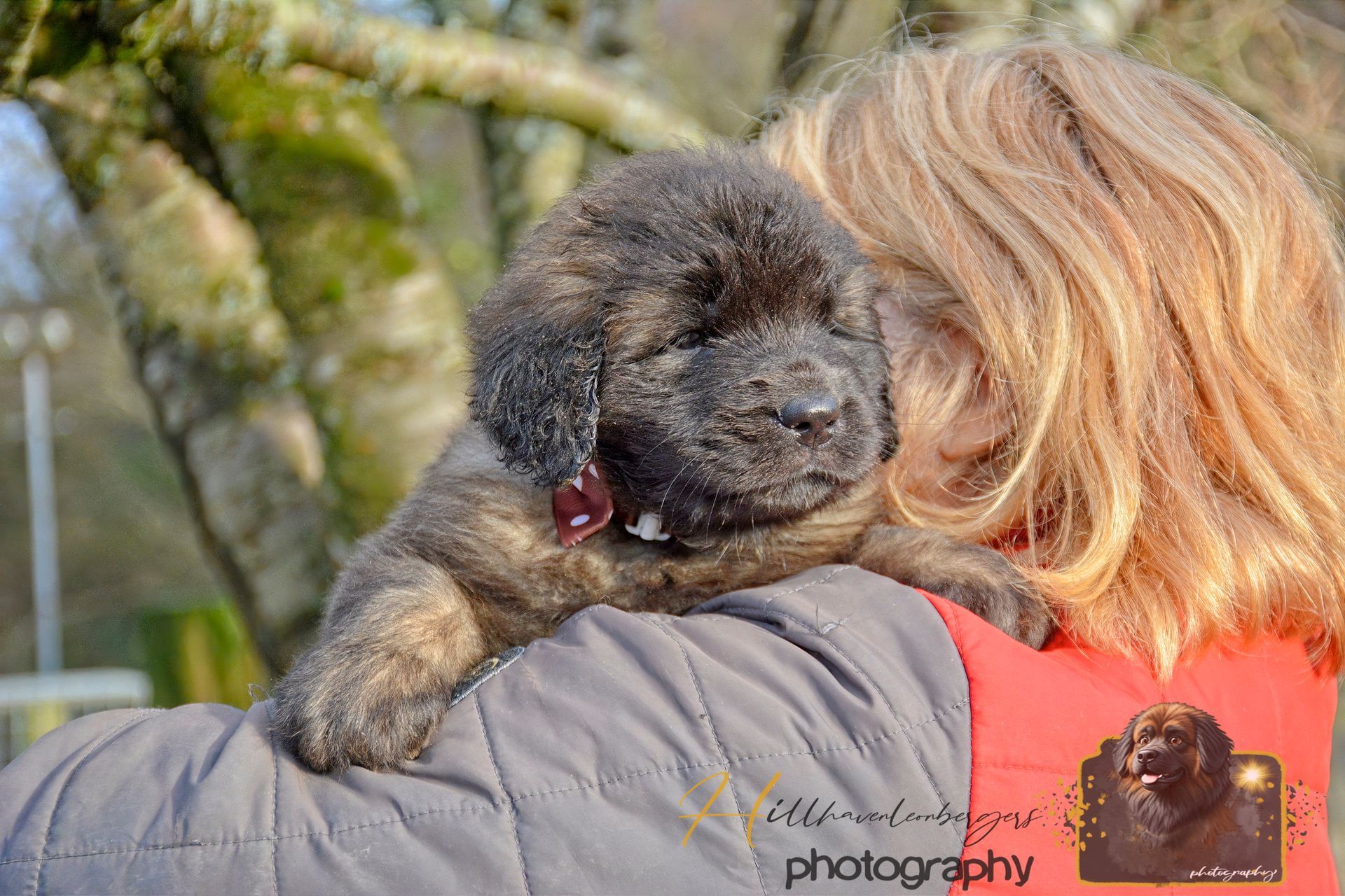 Small black dog resting on a woman’s shoulder outdoors, with trees blurred in the background.