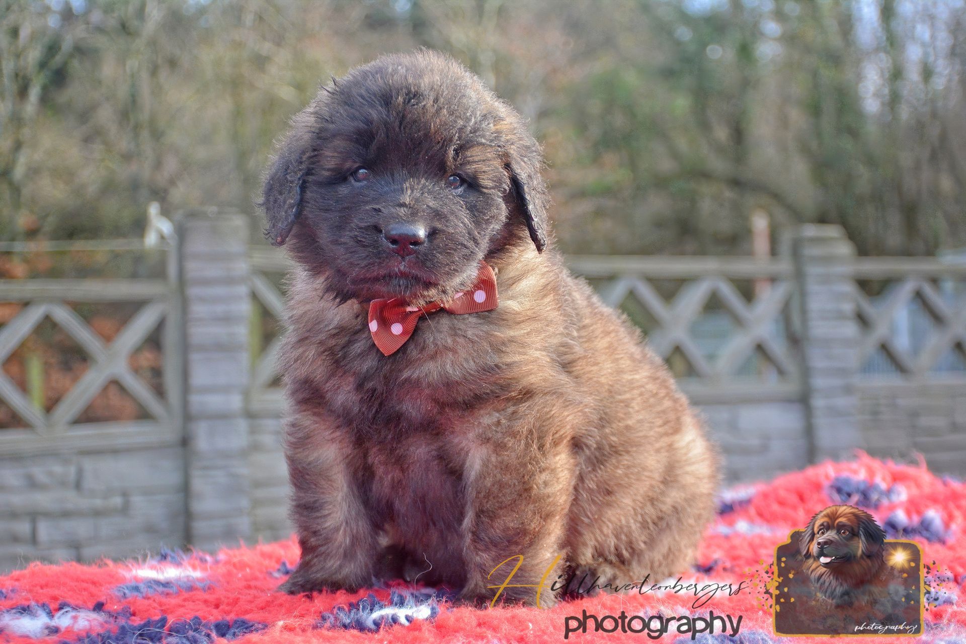 Fluffy brown puppy sitting on a red and blue rug outdoors, tongue out.