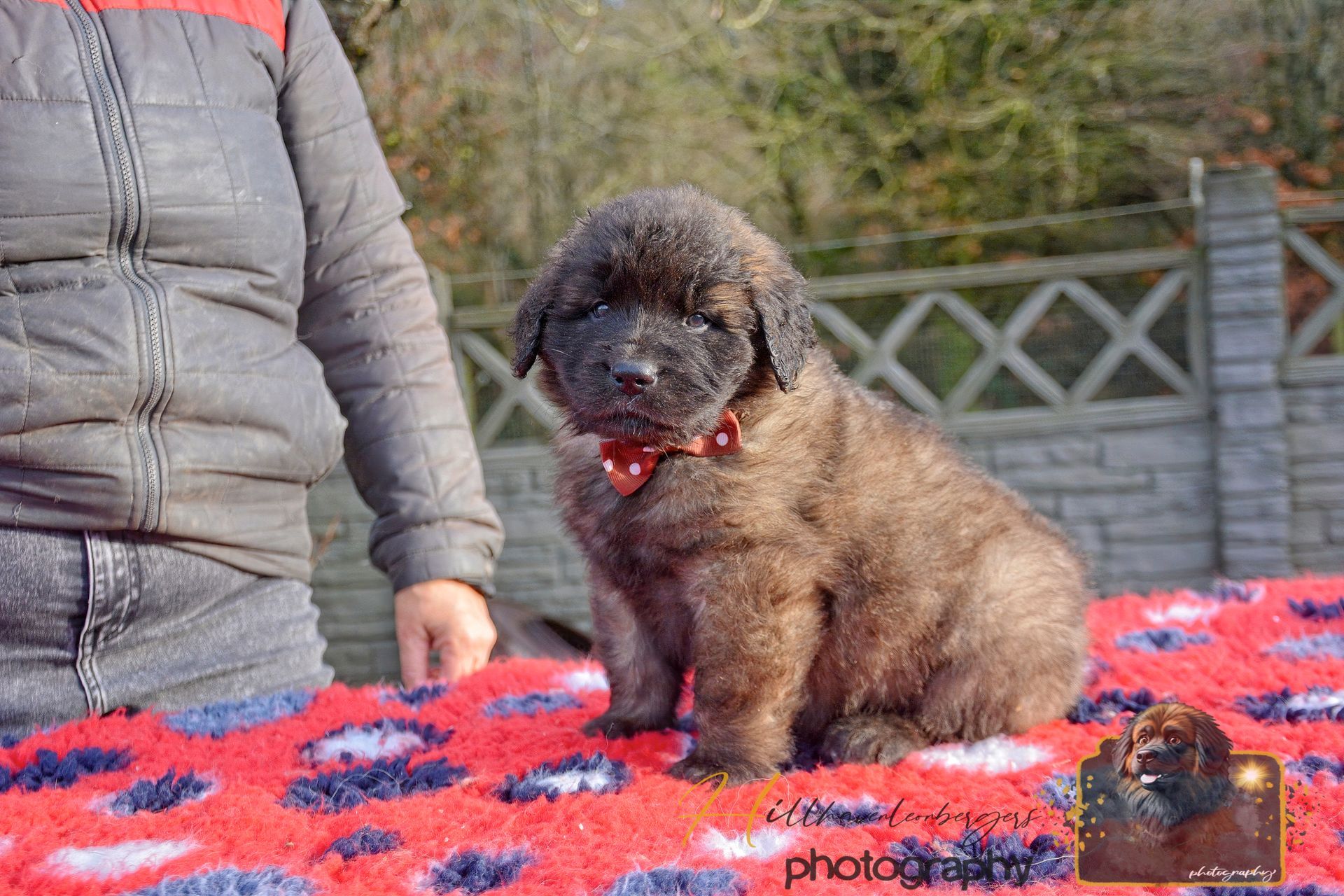 Small curly-haired brown dog with a red bow sitting on a patterned blanket beside a person outdoors