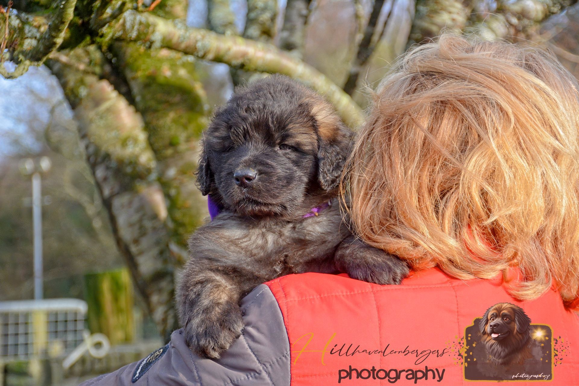 Small black dog resting on a person's shoulder outdoors, with trees in the background.