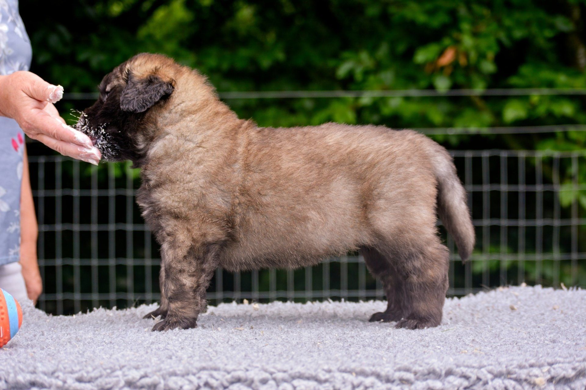 Hillhavenleonbergers leonbergers