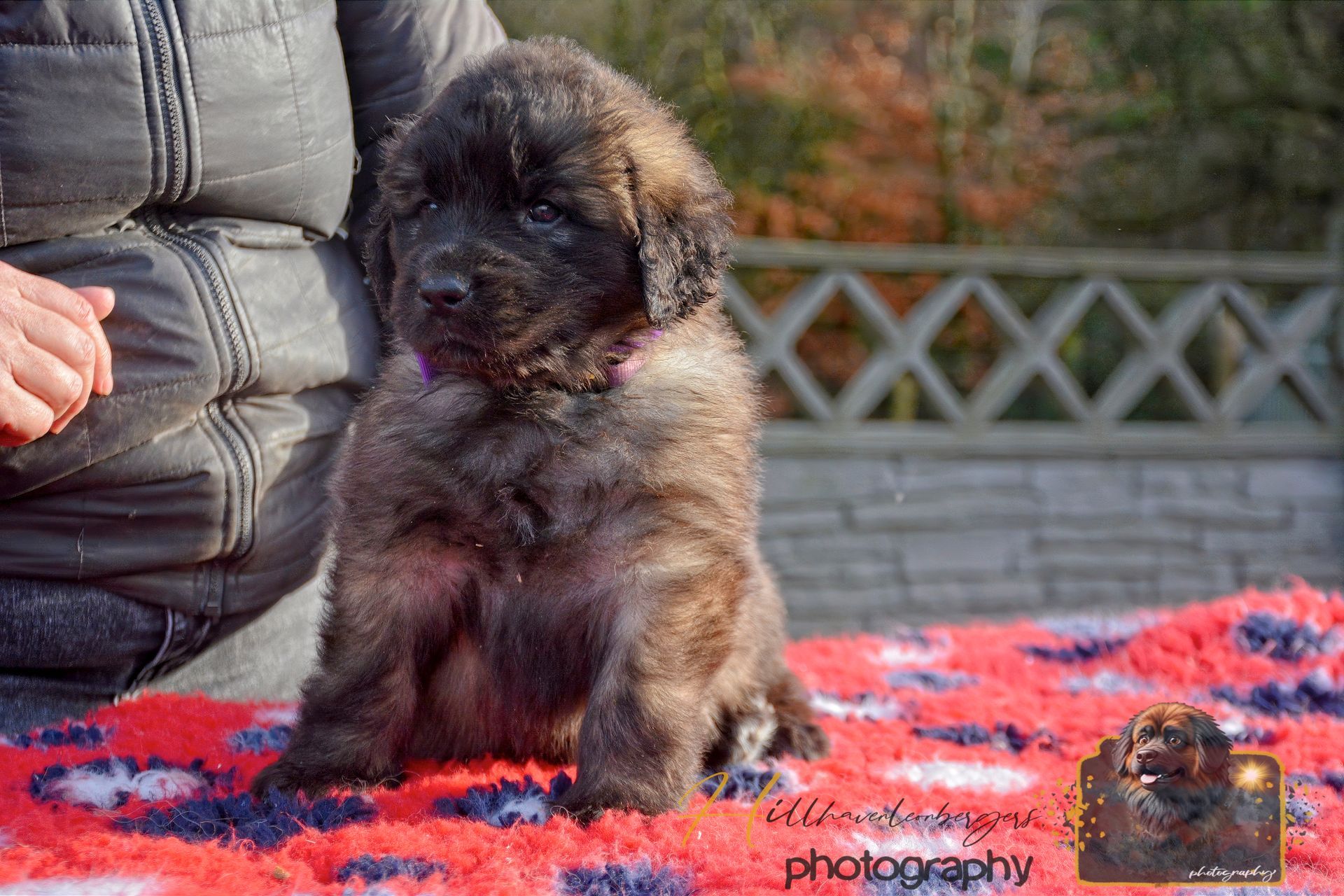 Small fluffy puppy sitting on a red patterned blanket beside a person outdoors