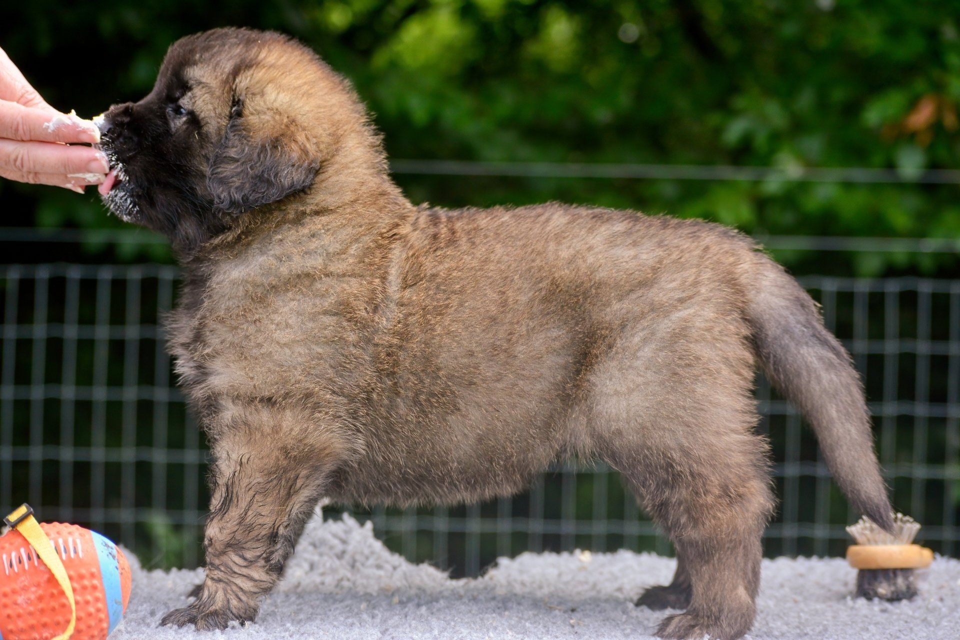 Hillhavenleonbergers leonbergers