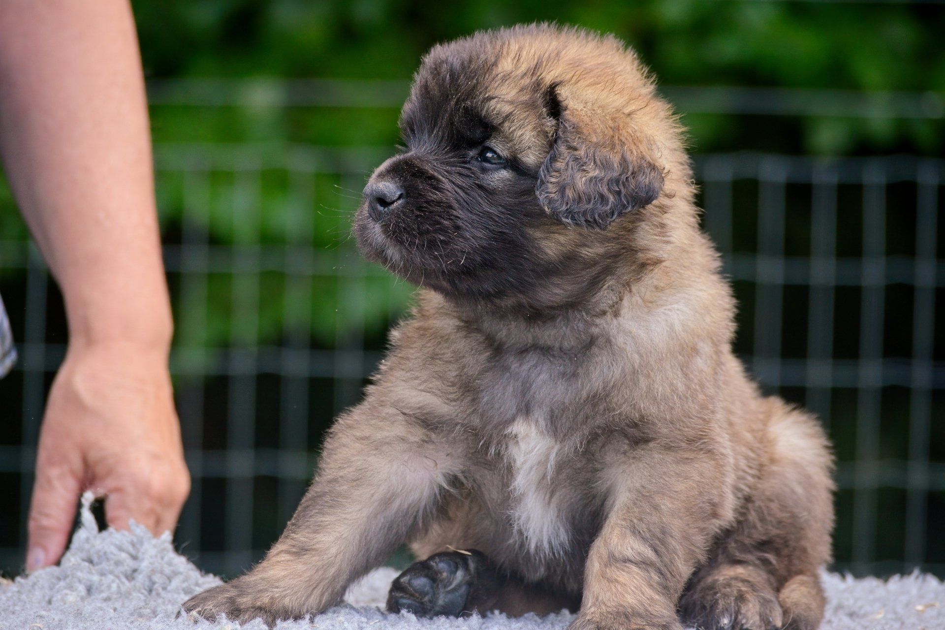 Hillhavenleonbergers leonbergers
