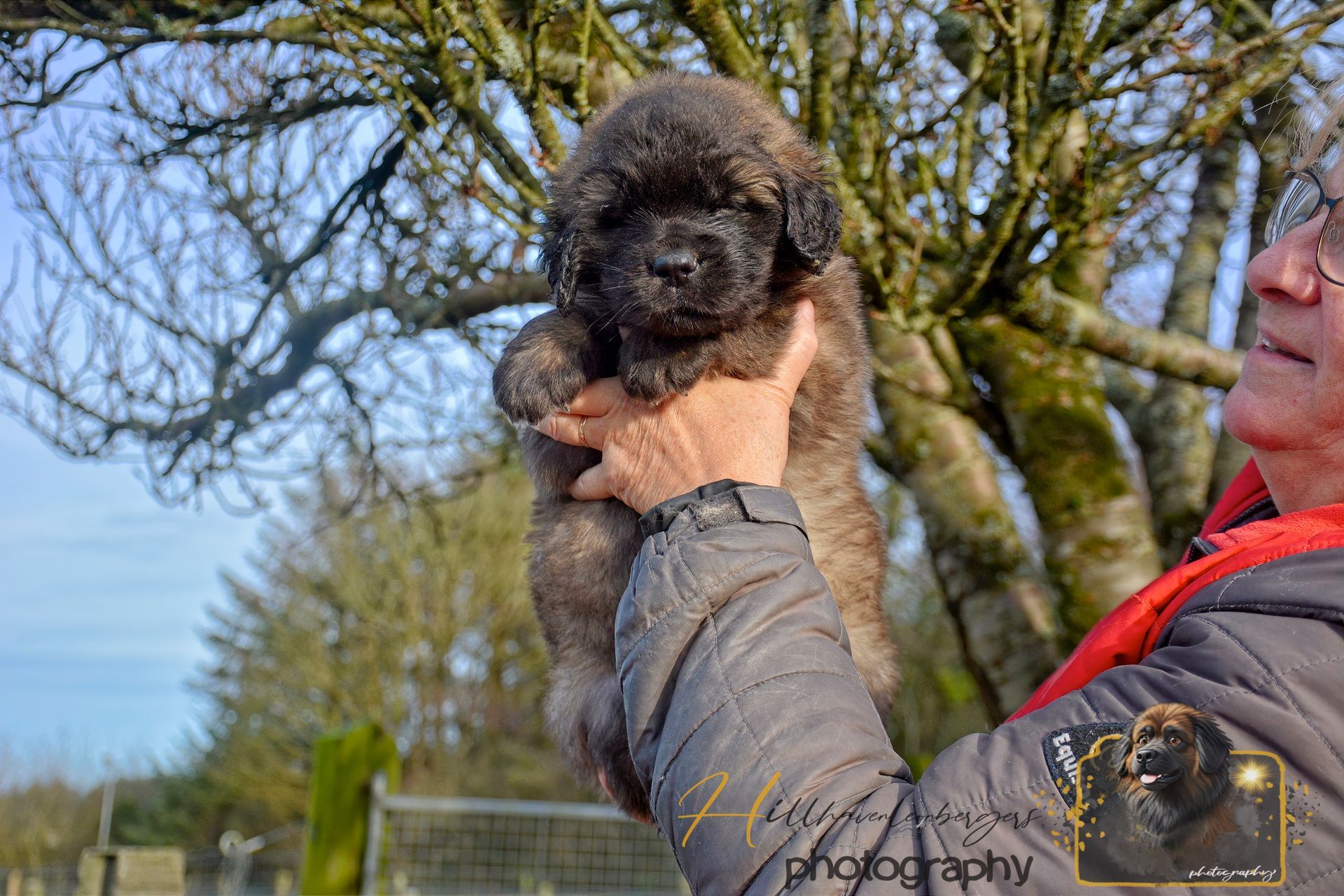 Person holding a small gray dog outdoors near trees and a fence under a blue sky