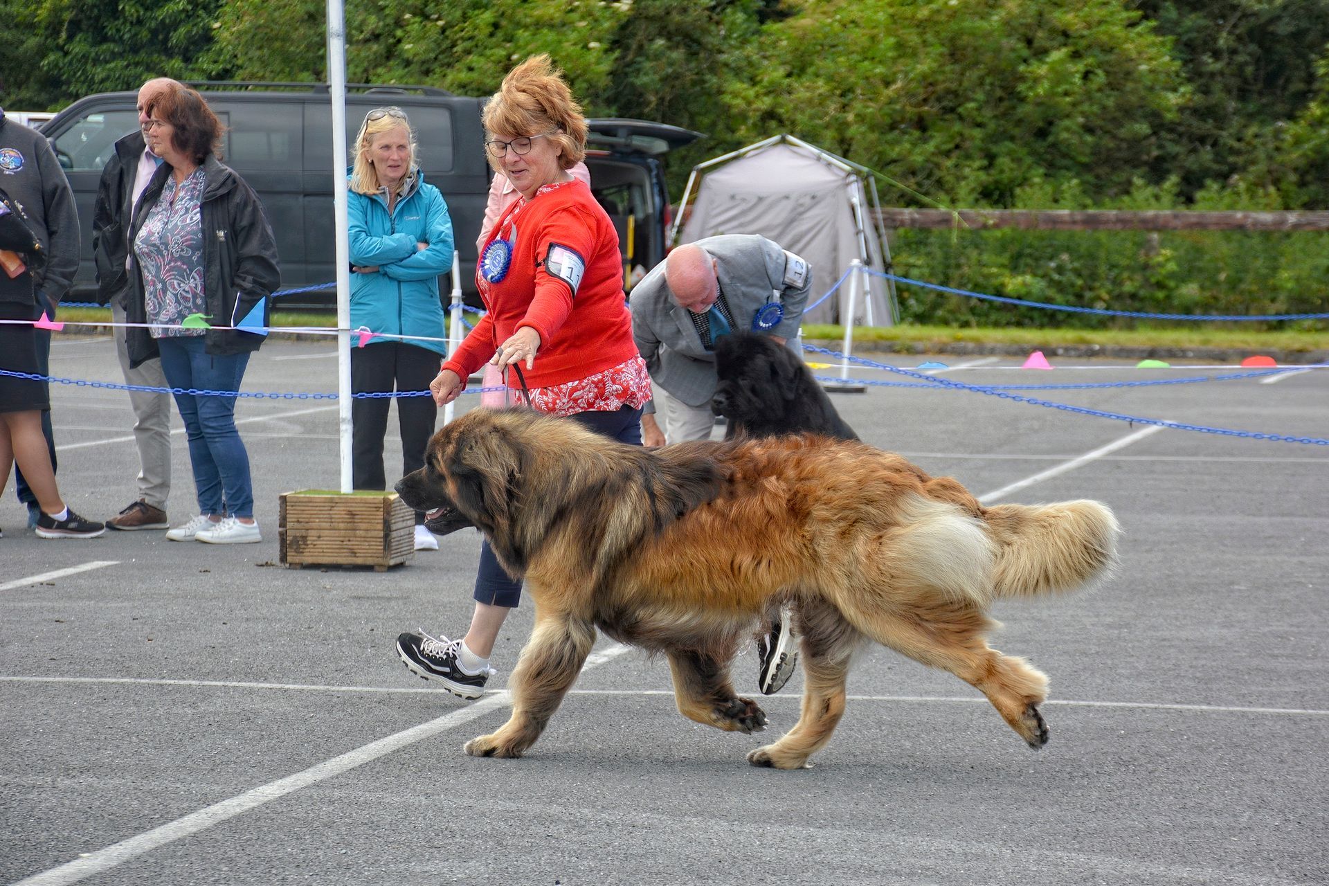 Large brown dog being shown in a leash at an outdoor dog show with handlers and spectators nearby