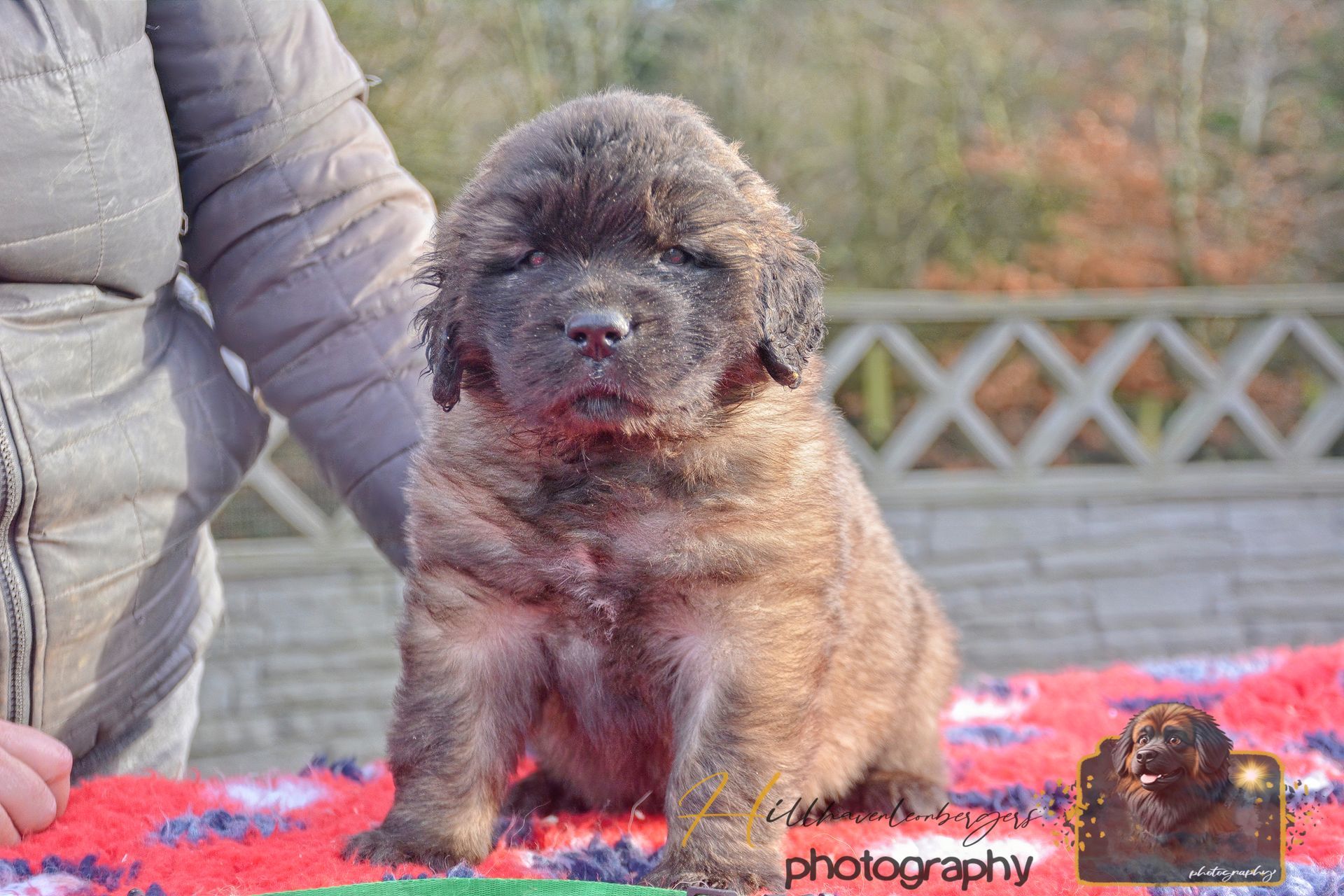 Fluffy brown puppy sitting on a red blanket outdoors, beside a person in a gray jacket.