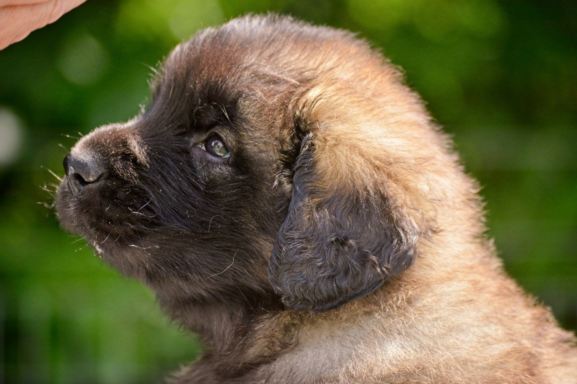 Hillhavenleonbergers leonbergers