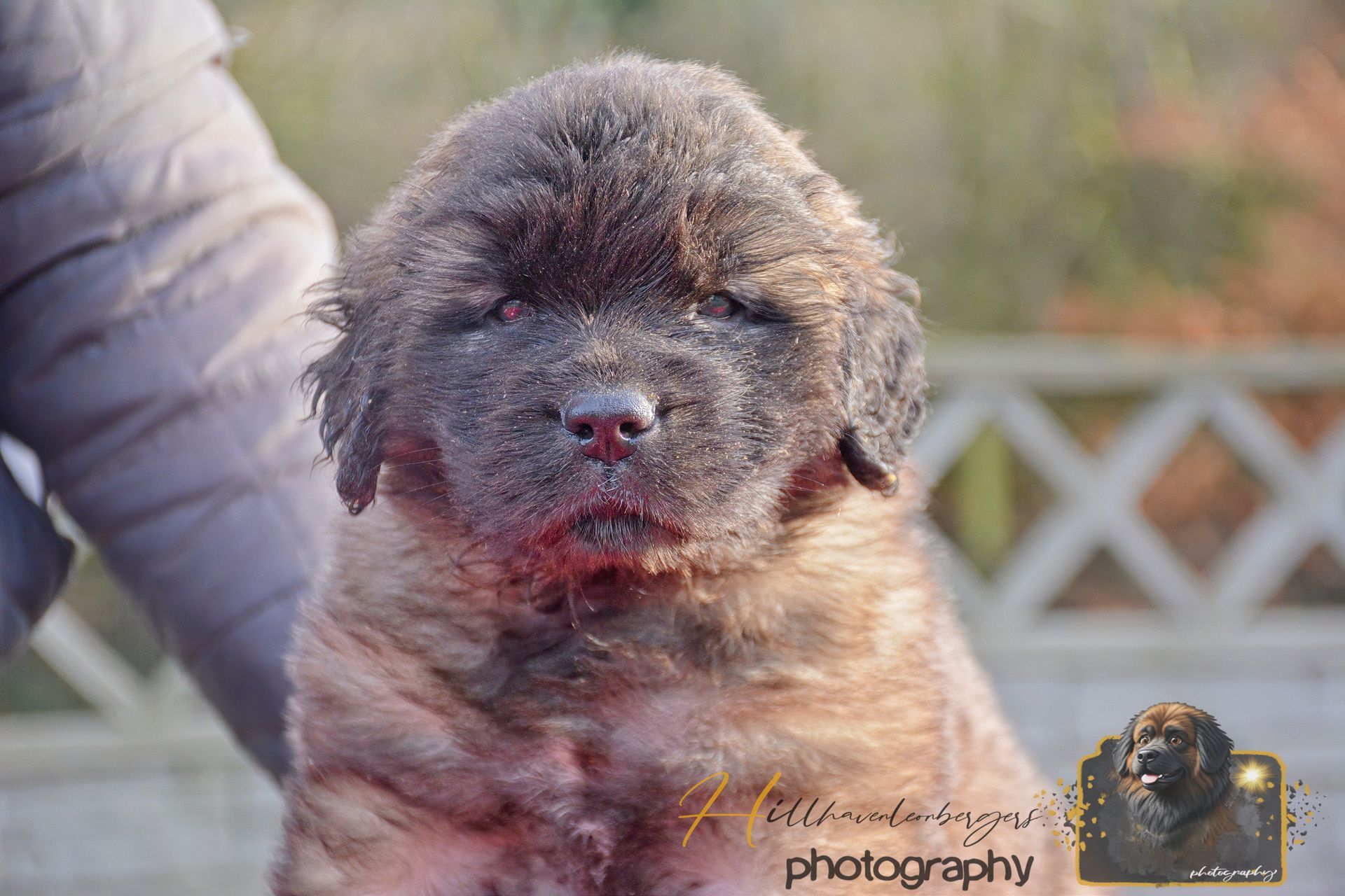 Small fluffy black-and-white dog with a muddy face being held outdoors
