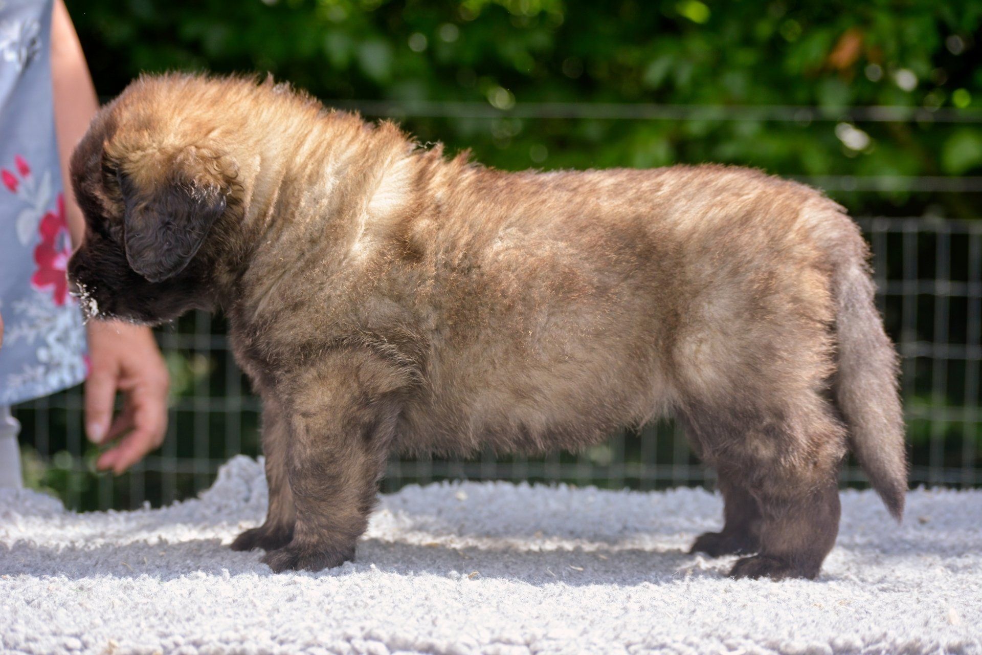 Hillhavenleonbergers leonbergers