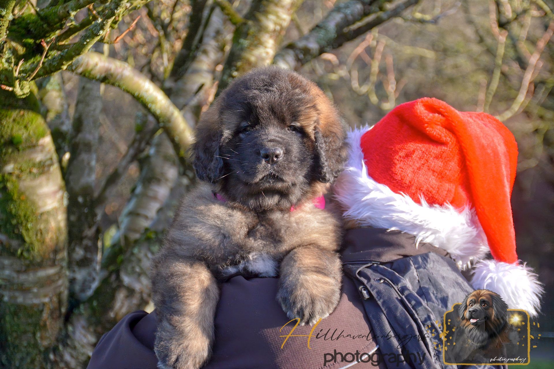 Fluffy puppy wearing a red Santa hat sitting outdoors in winter light