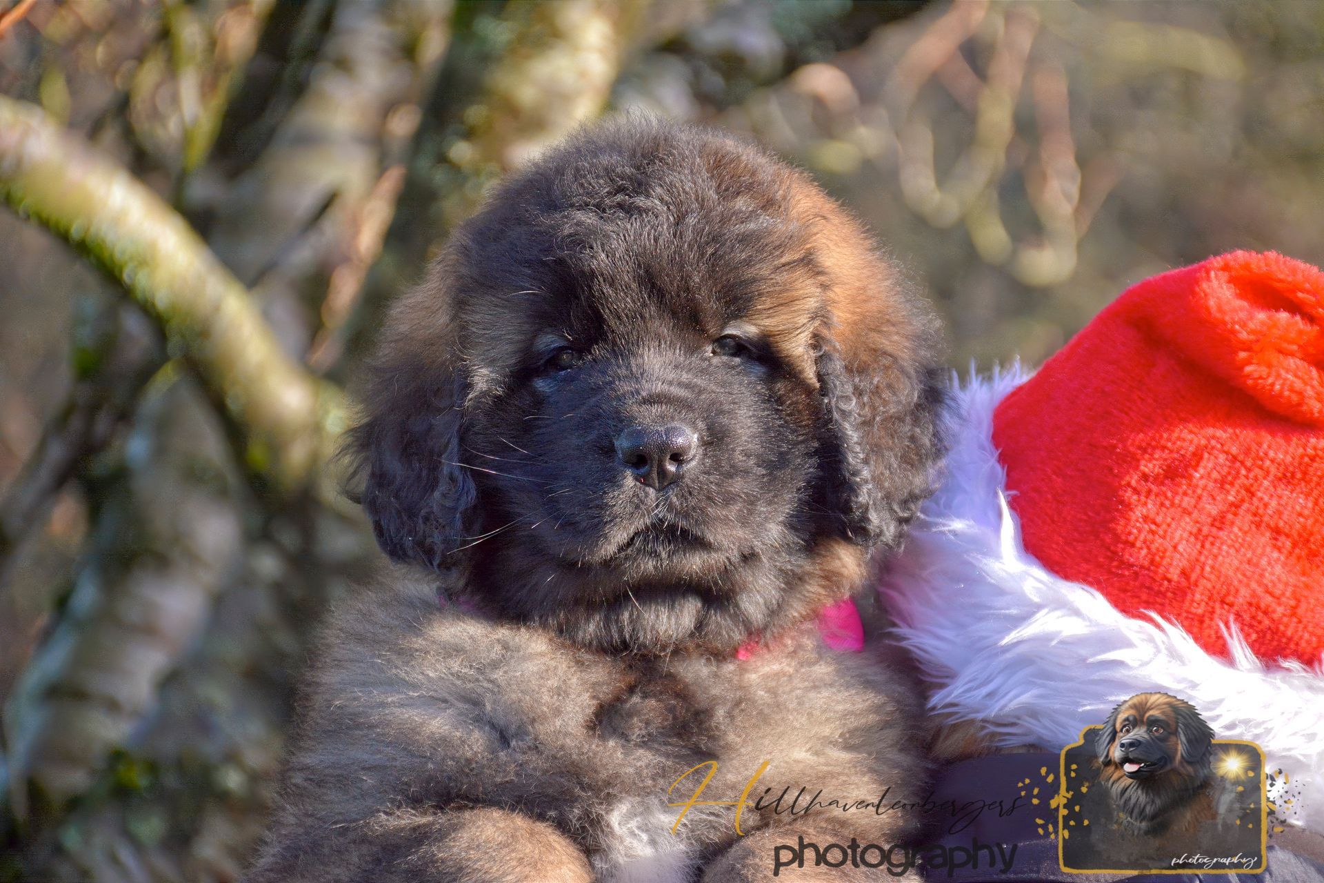 Fluffy black puppy beside a bright red Santa hat outdoors