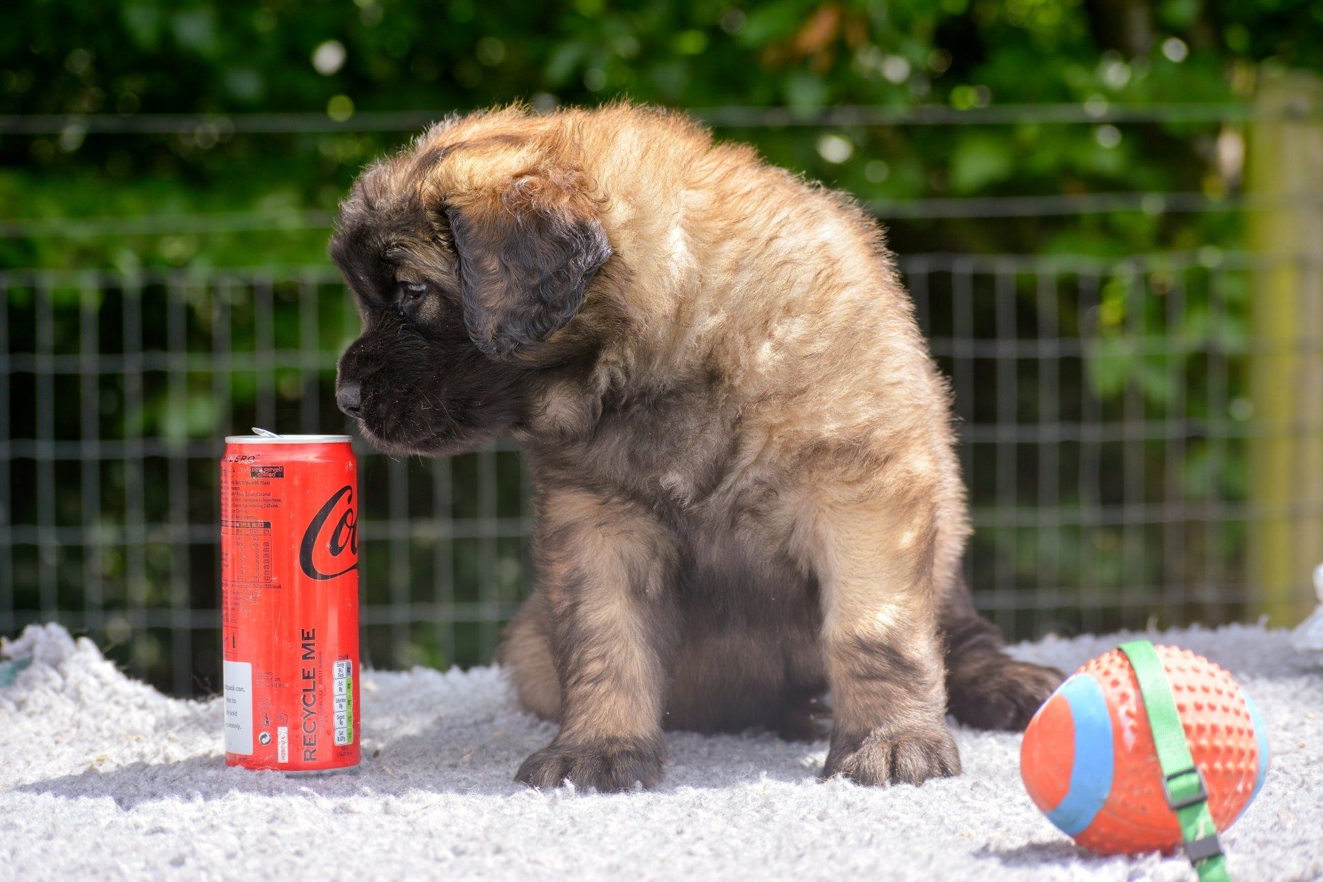 Hillhavenleonbergers leonbergers