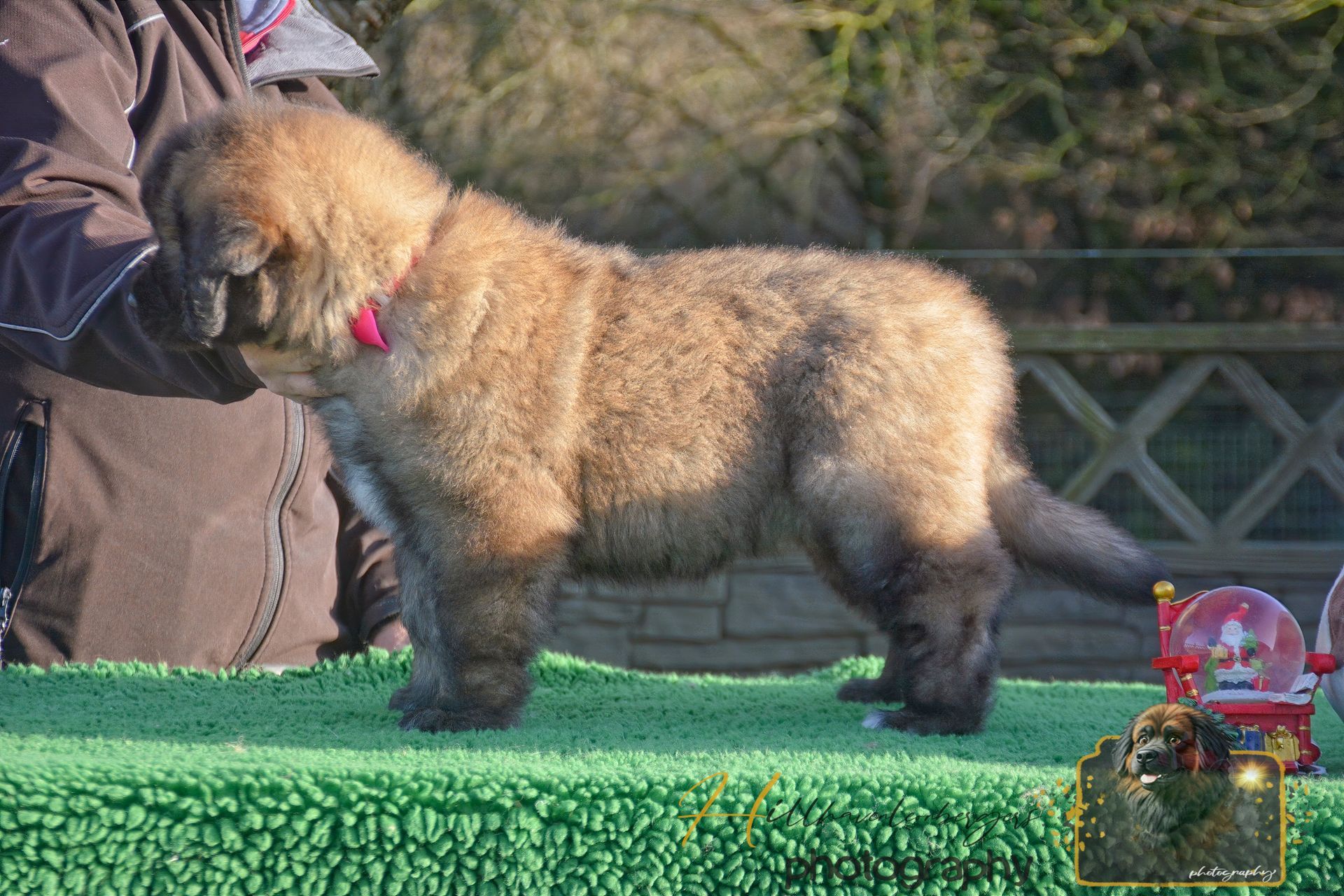Curly-haired brown puppy standing on green turf beside a person outdoors