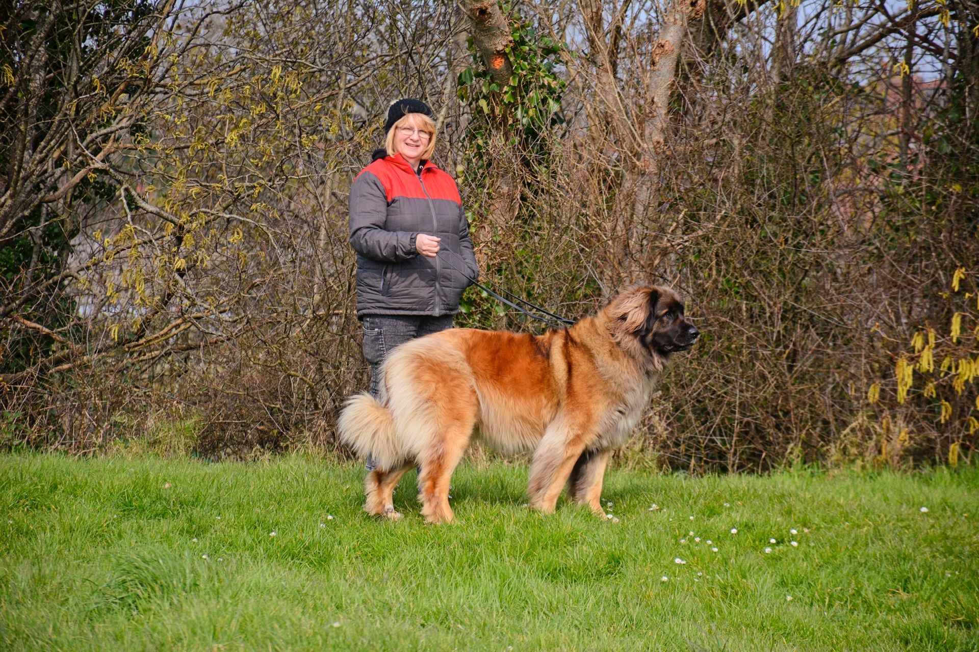 Hillhavenleonbergers leonbergers