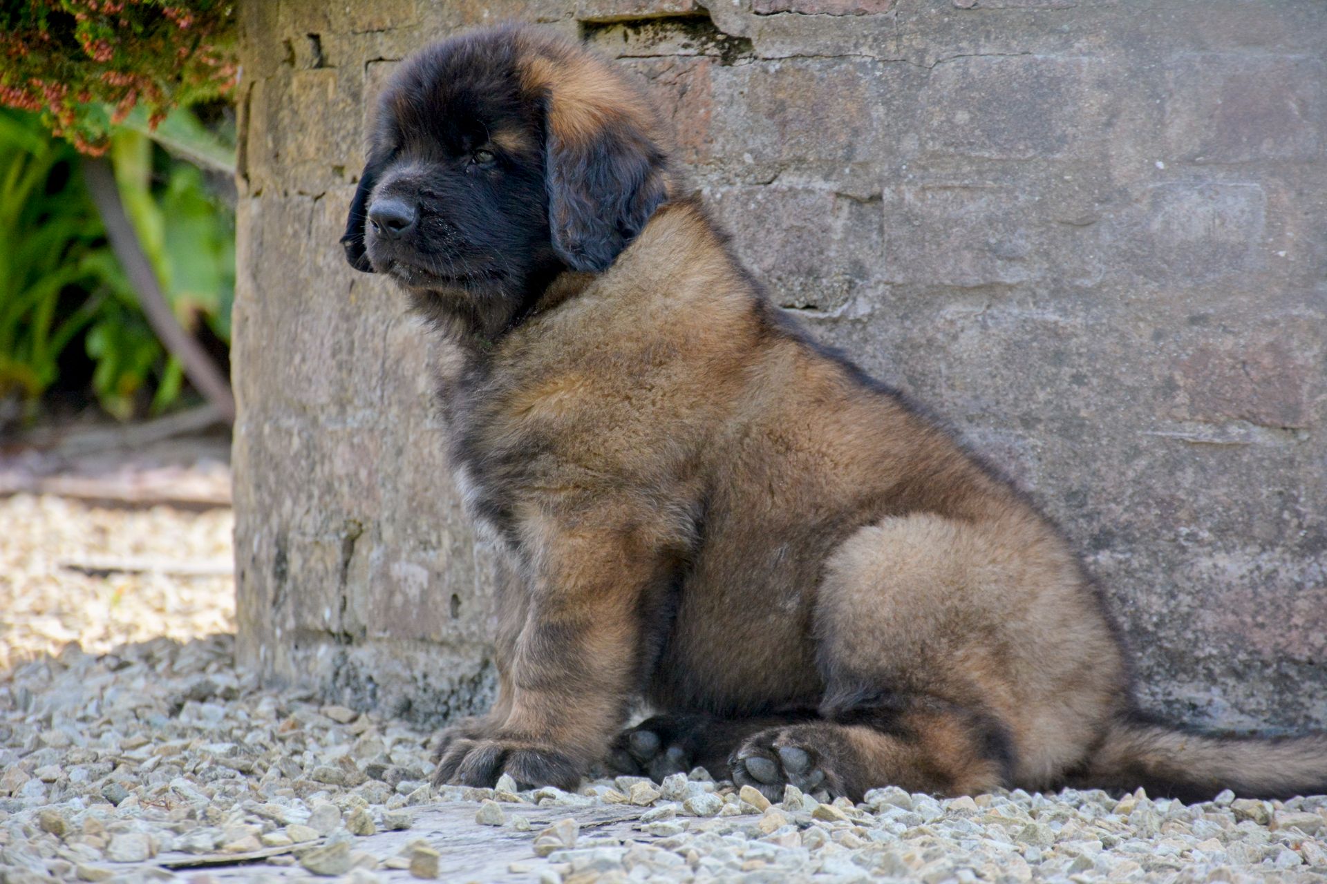 Hillhavenleonbergers leonbergers