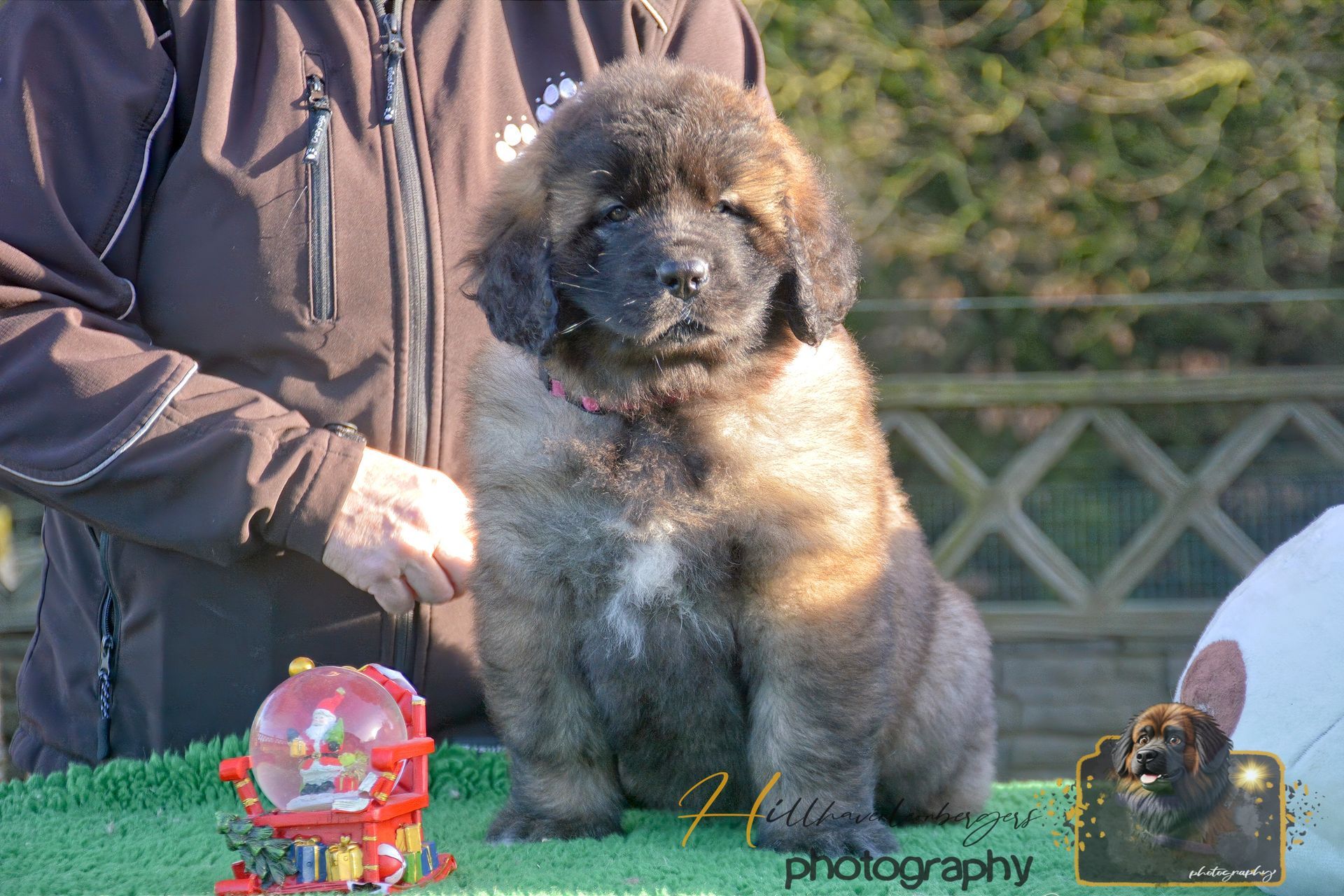 Fluffy brown-and-black puppy sitting on a table beside a person outdoors, with small decorations nearby