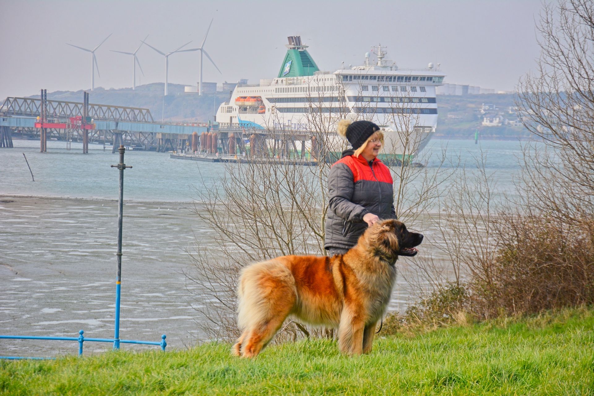 Hillhavenleonbergers leonbergers