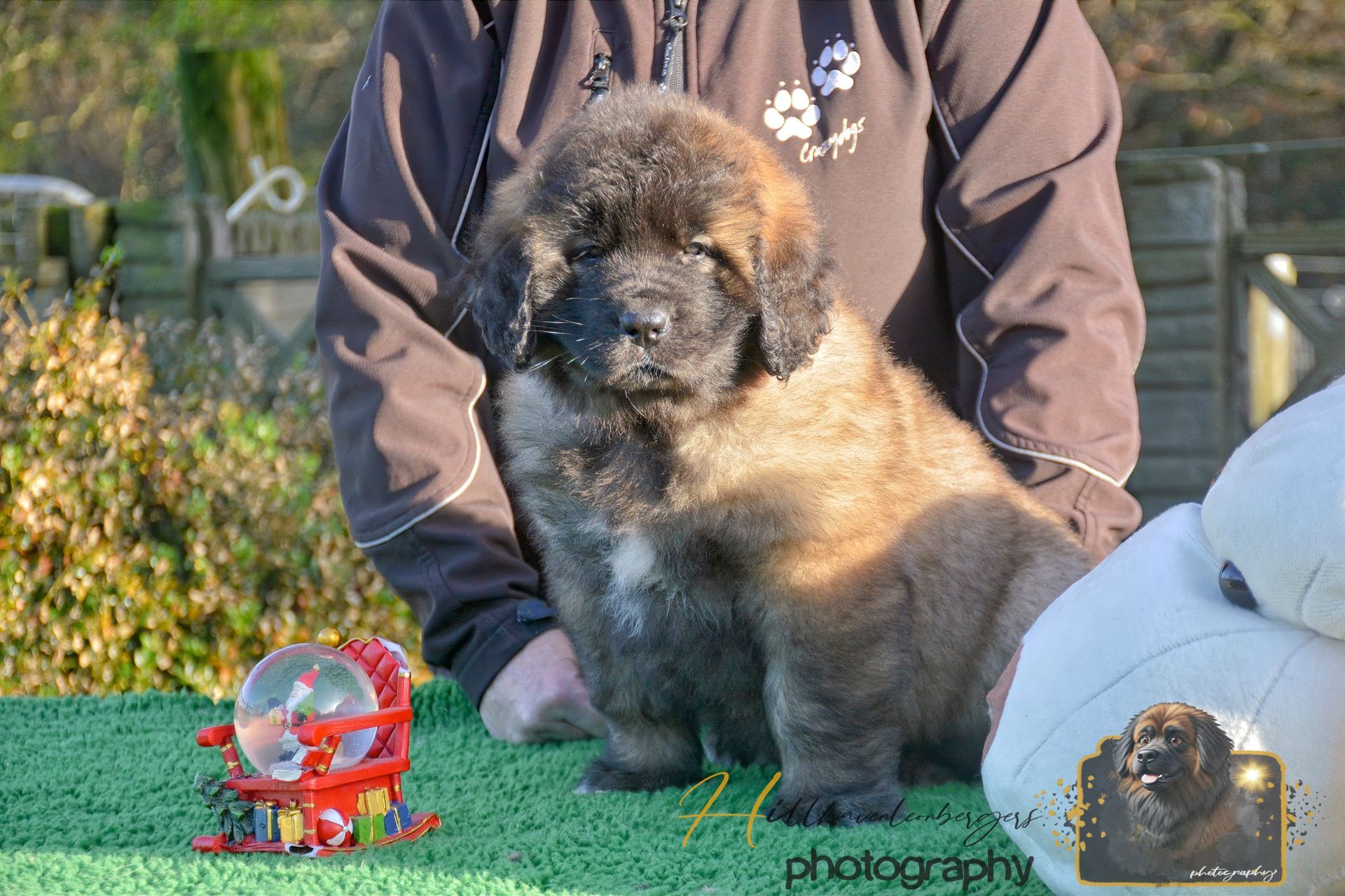 Small fluffy brown puppy sitting on grass beside a person, with a red toy in the foreground.