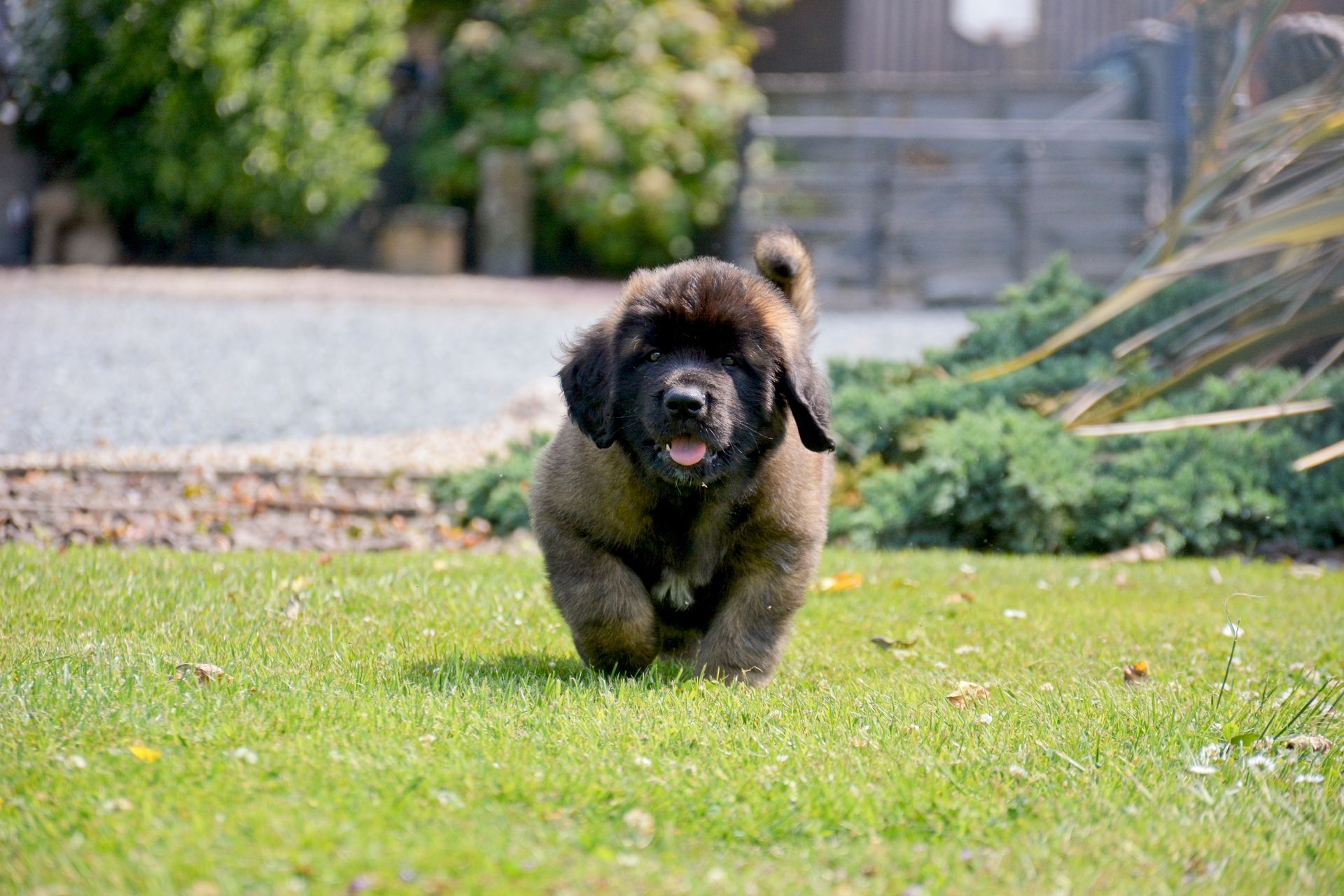 Hillhavenleonbergers leonbergers