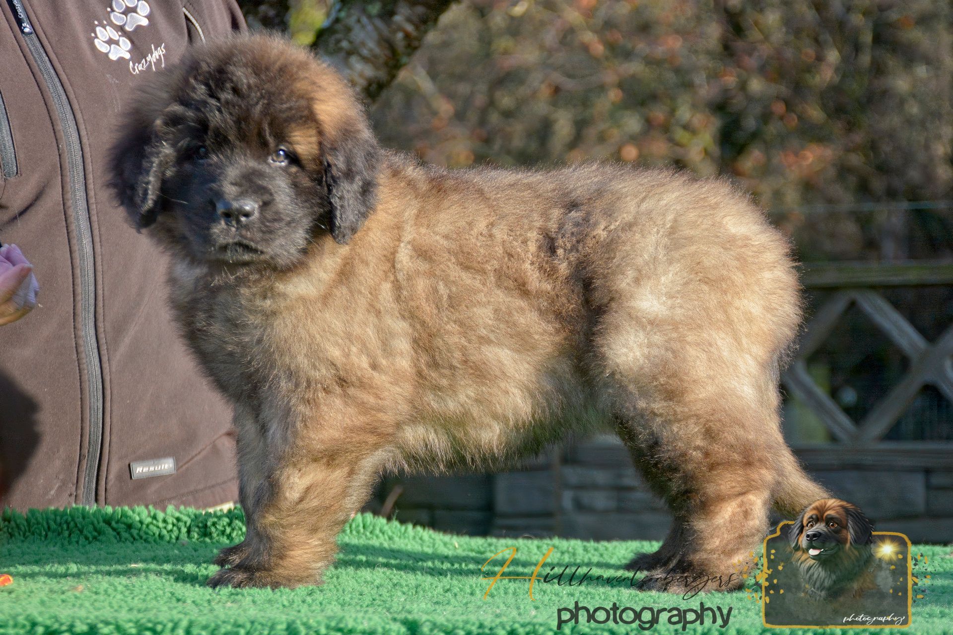 Fluffy tan-and-black puppy standing on grass, outdoors near a person’s leg